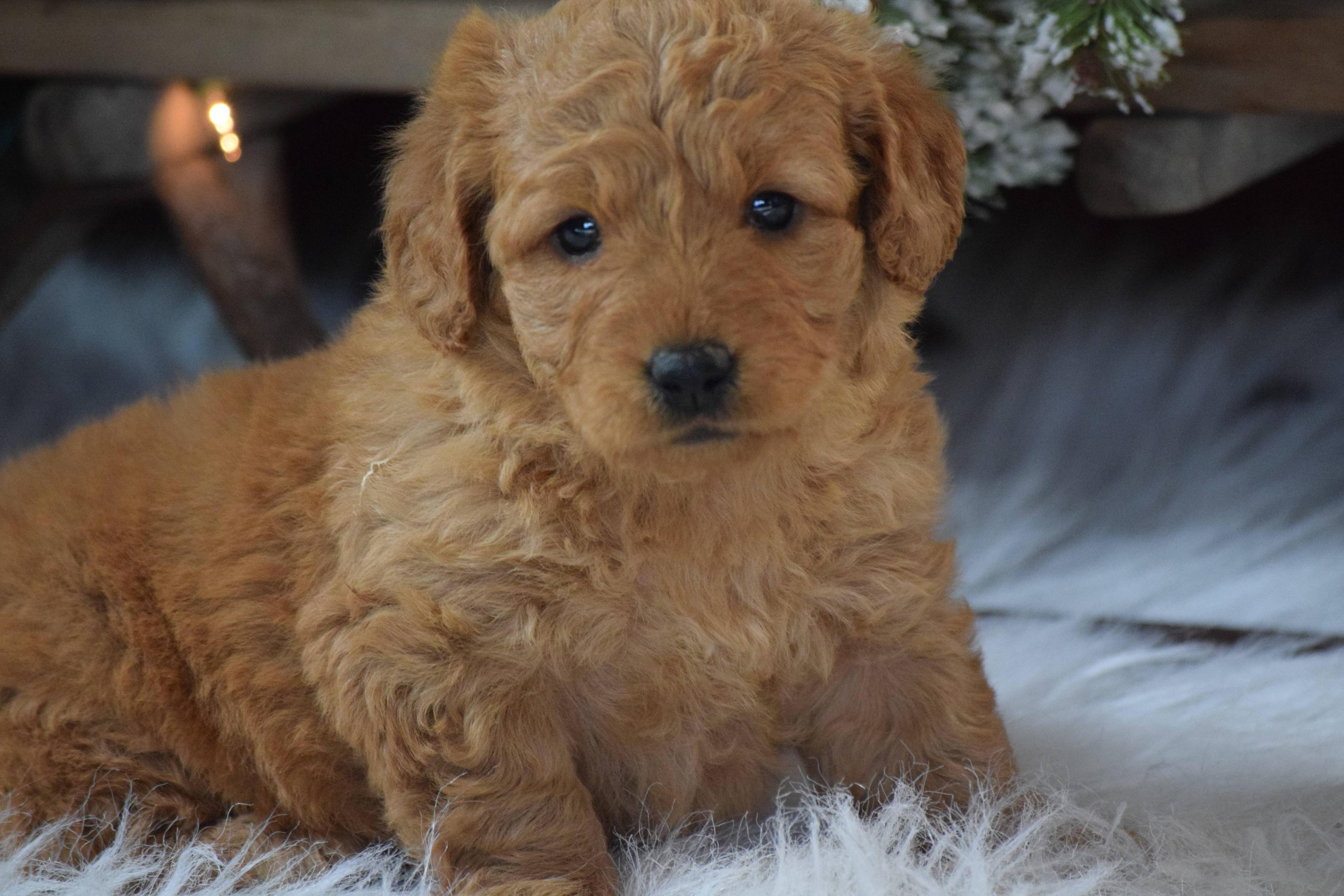 Mini Goldendoodle Wallpapers Wallpaper Cave