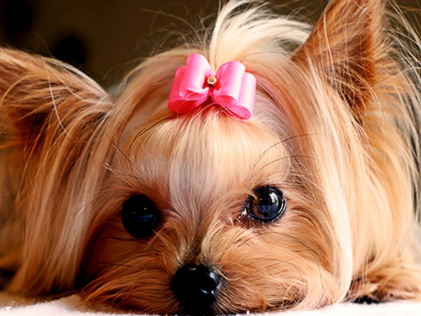 Little Dog Wallpapers Wallpaper Cave