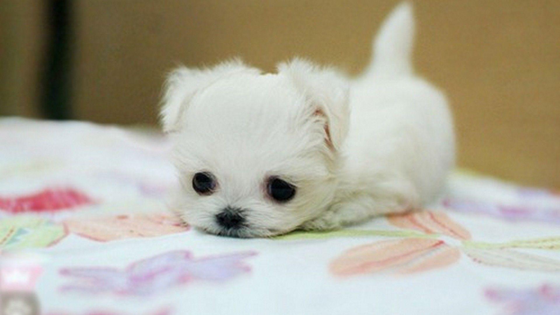 Little Dog Wallpapers Wallpaper Cave