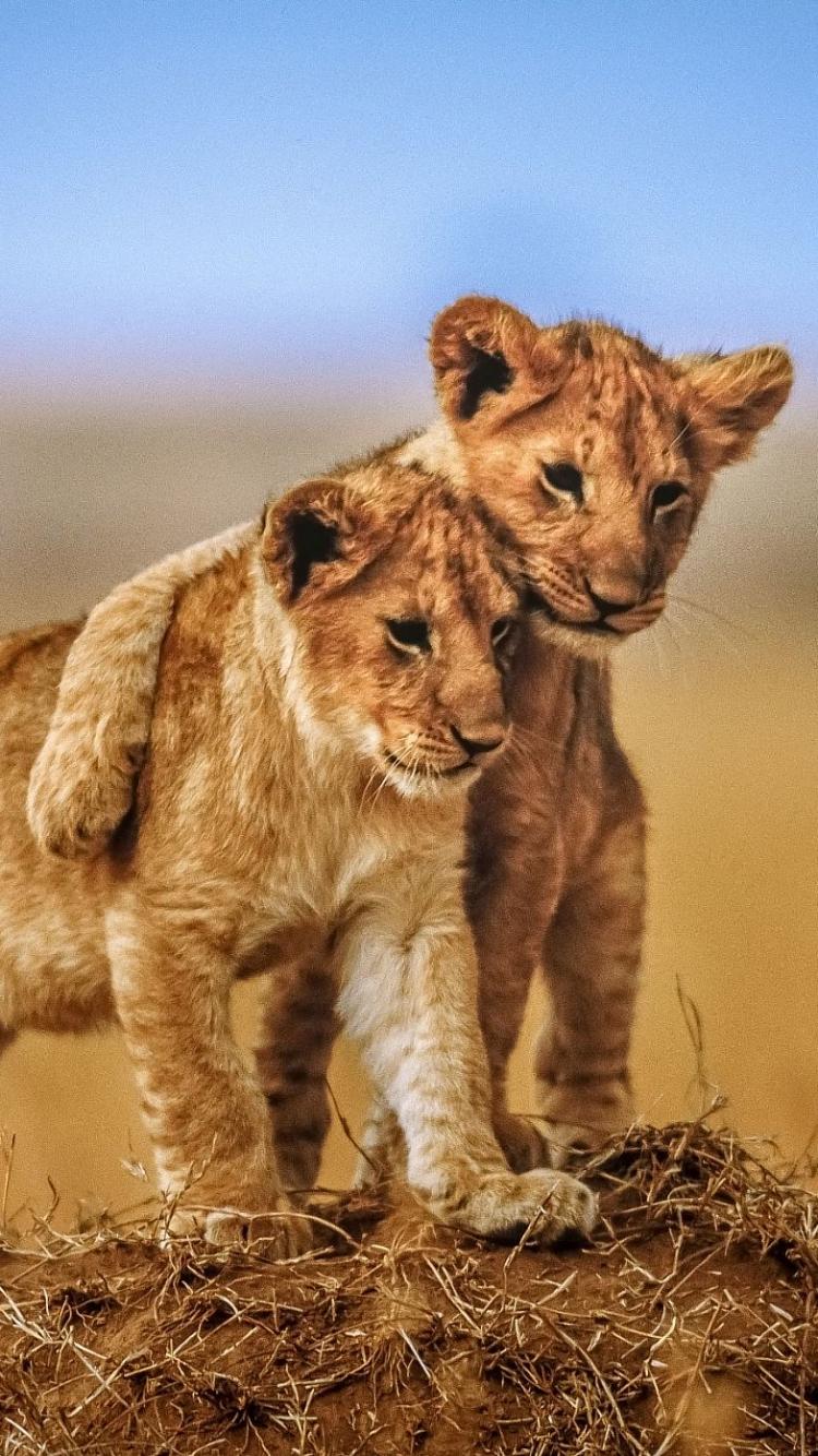 Baby Lion Wallpapers Wallpaper Cave