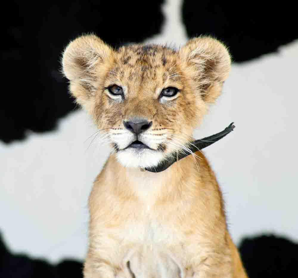 Baby Lion Wallpapers Wallpaper Cave