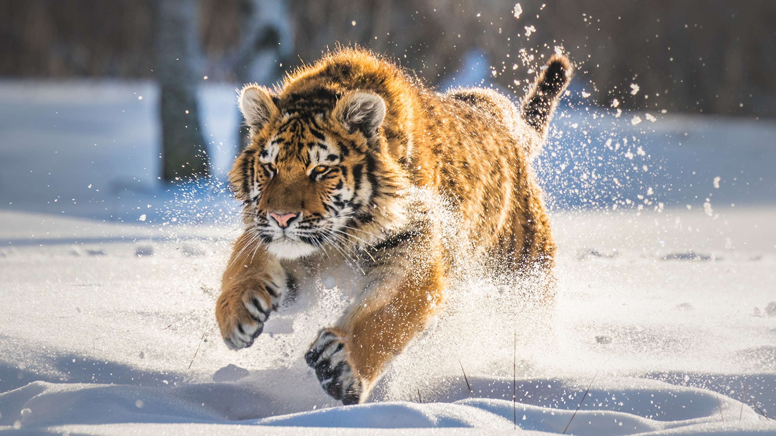 Tiger Cubs Wallpapers Wallpaper Cave