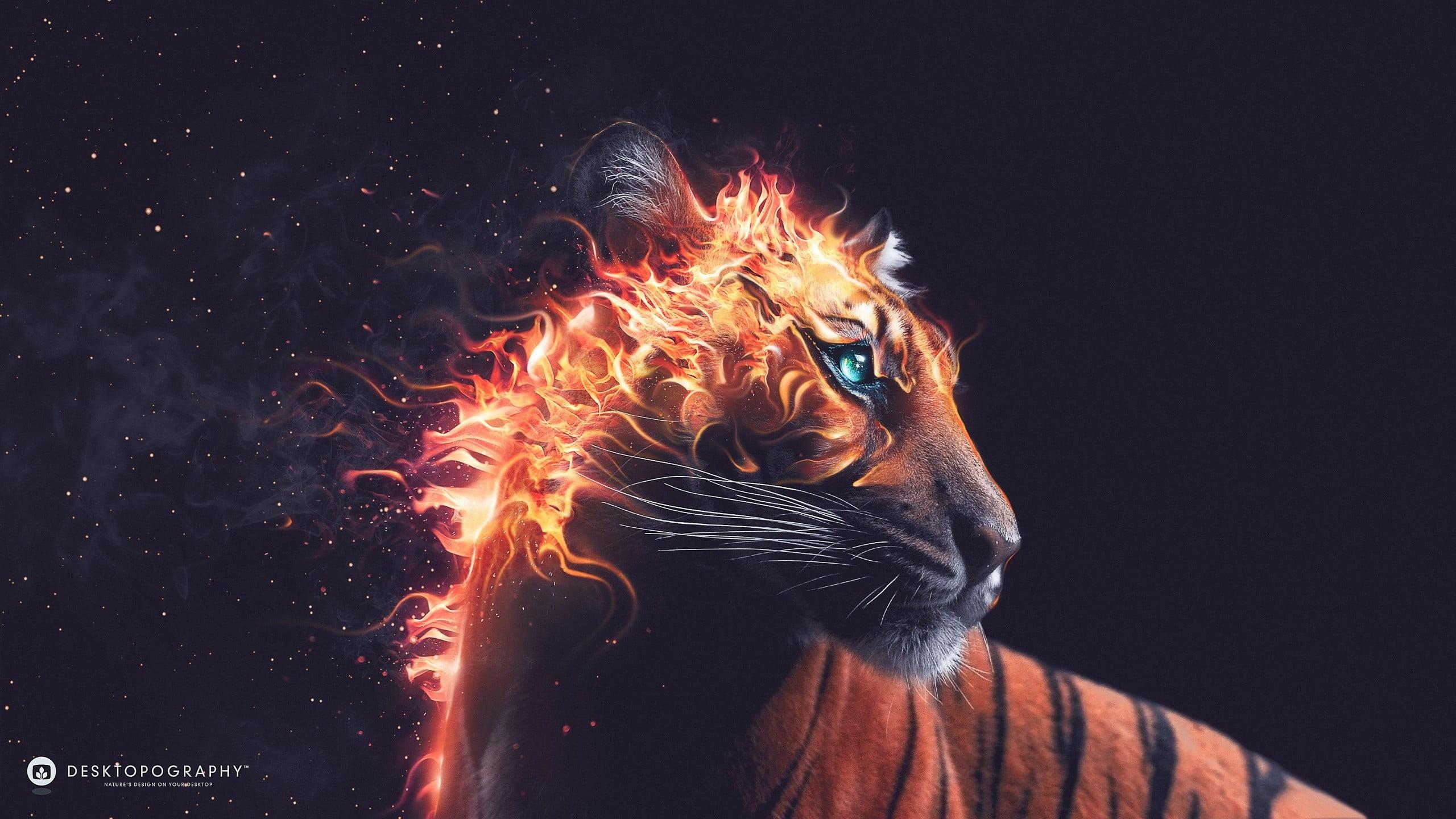 Orange Tigers Wallpapers Wallpaper Cave