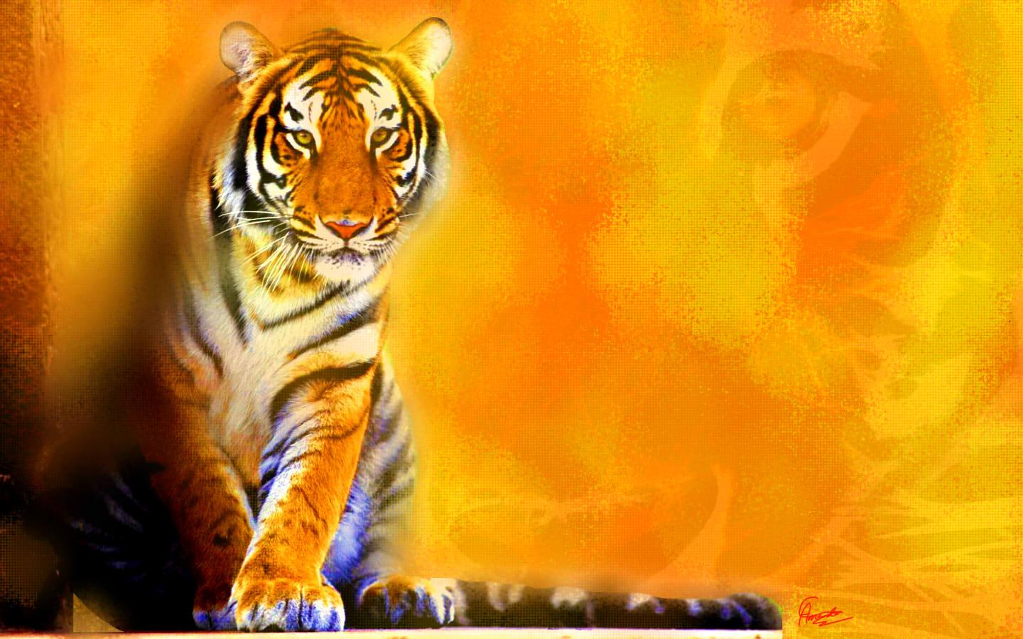 Orange Tigers Wallpapers Wallpaper Cave