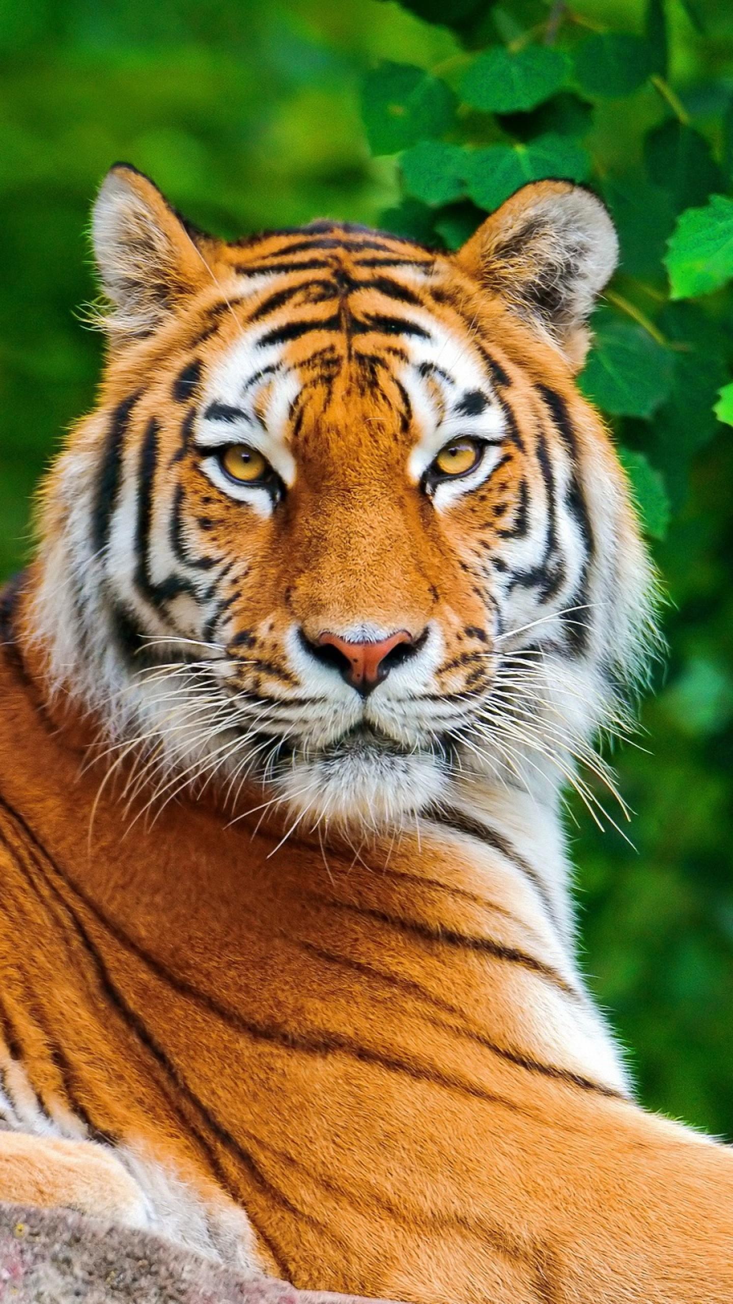 Orange Tigers Wallpapers Wallpaper Cave