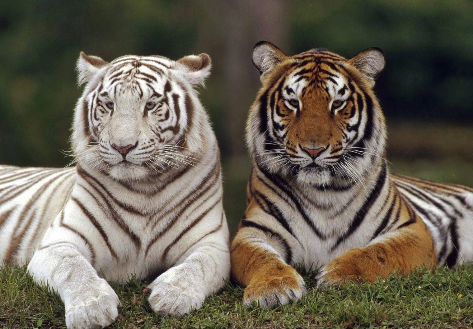 Orange Tigers Wallpapers Wallpaper Cave