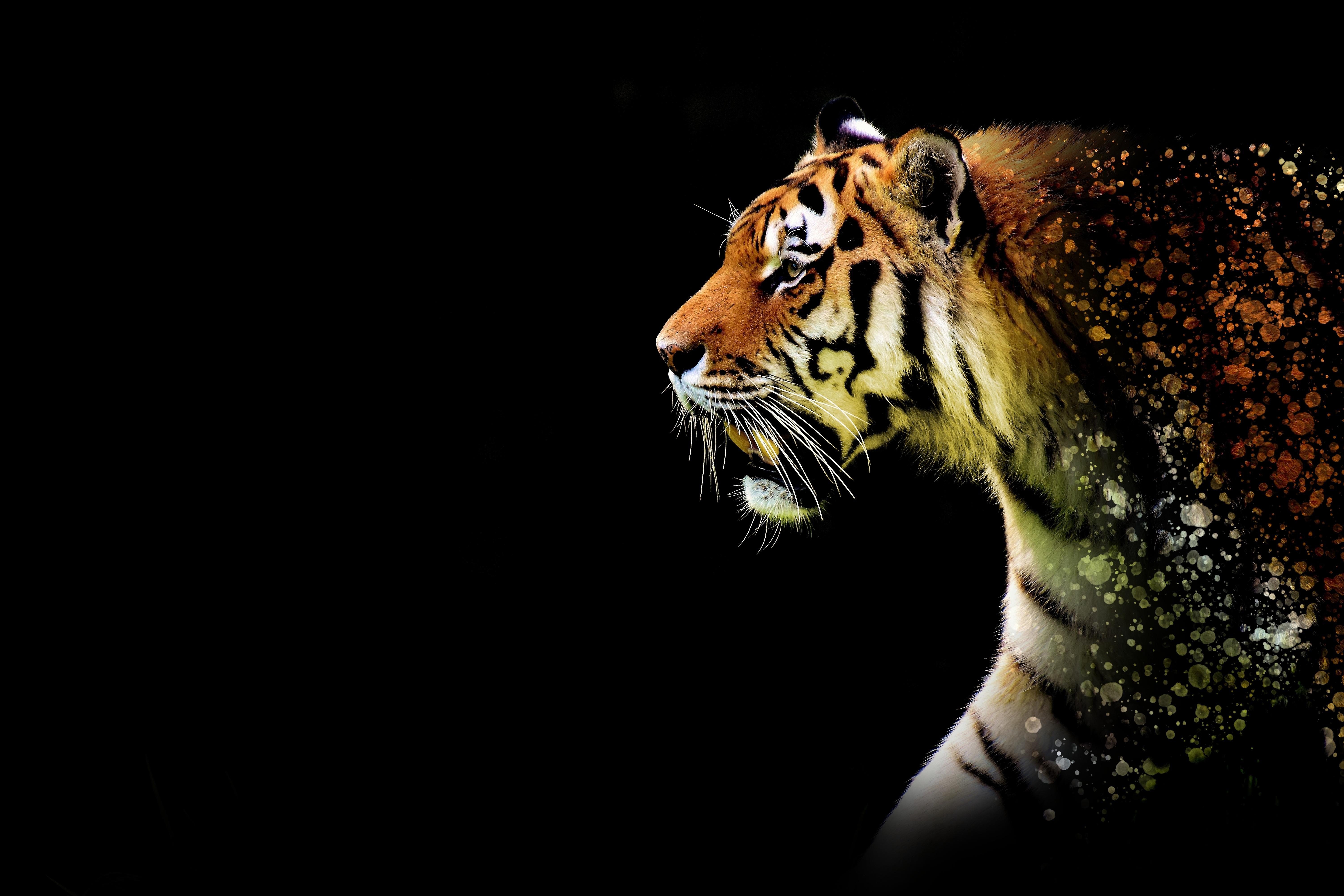 Tiger Wildlife Artwork Wallpapers Wallpaper Cave