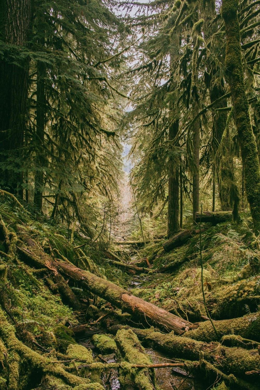 Mossy Forest Wallpapers Wallpaper Cave