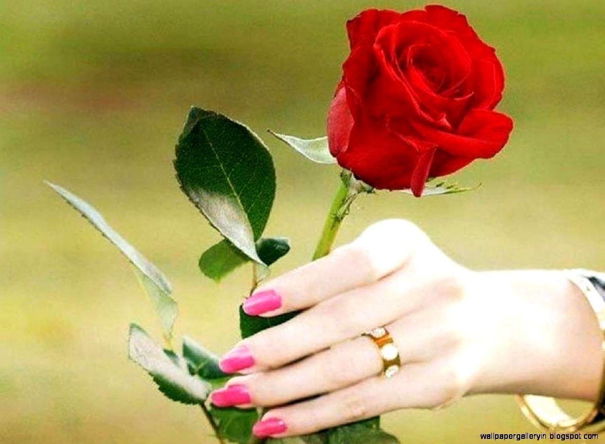Hand Beautiful Rose Wallpapers Wallpaper Cave