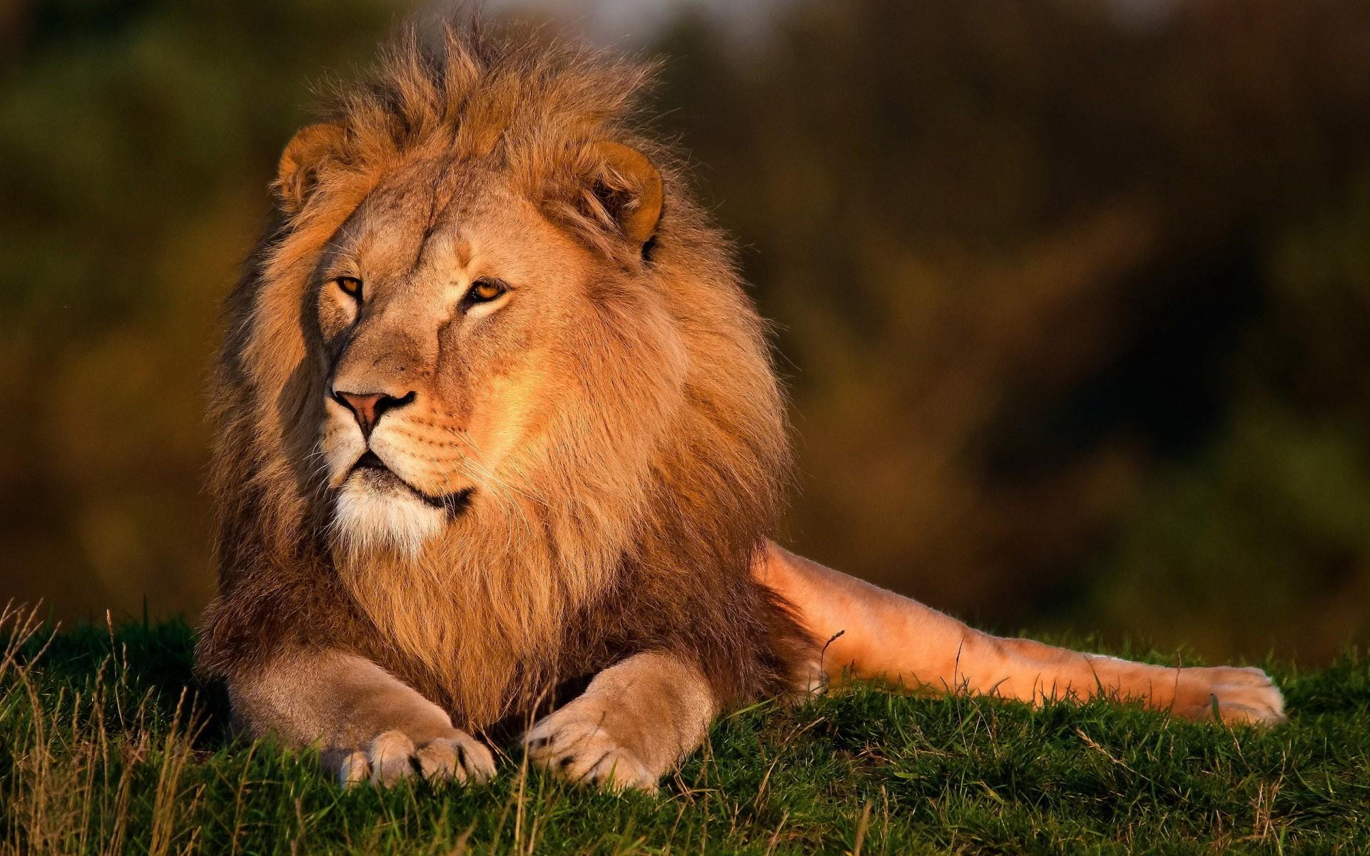 Beautiful Lion Wallpapers Wallpaper Cave