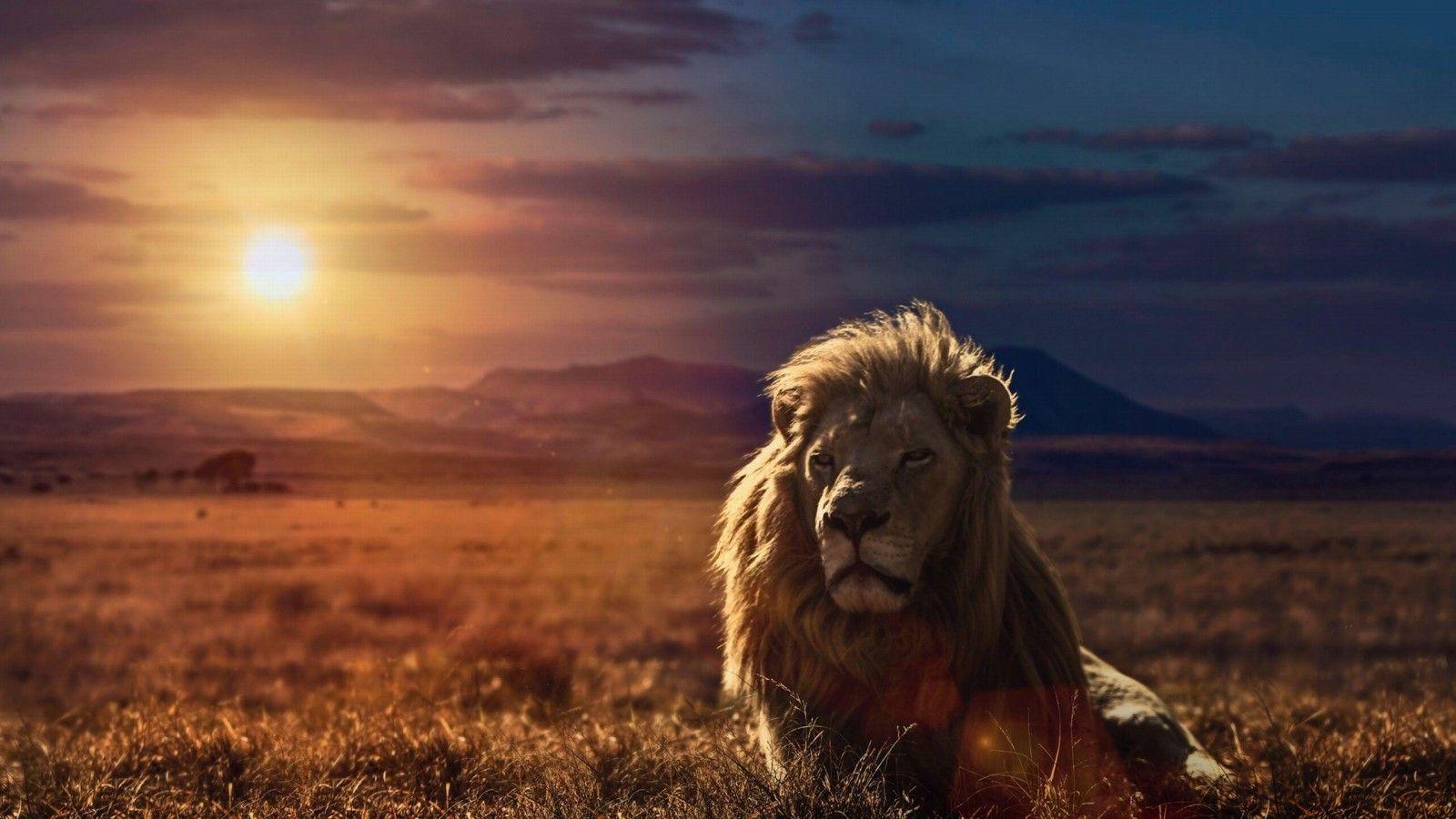 Beautiful Lion Wallpapers Wallpaper Cave