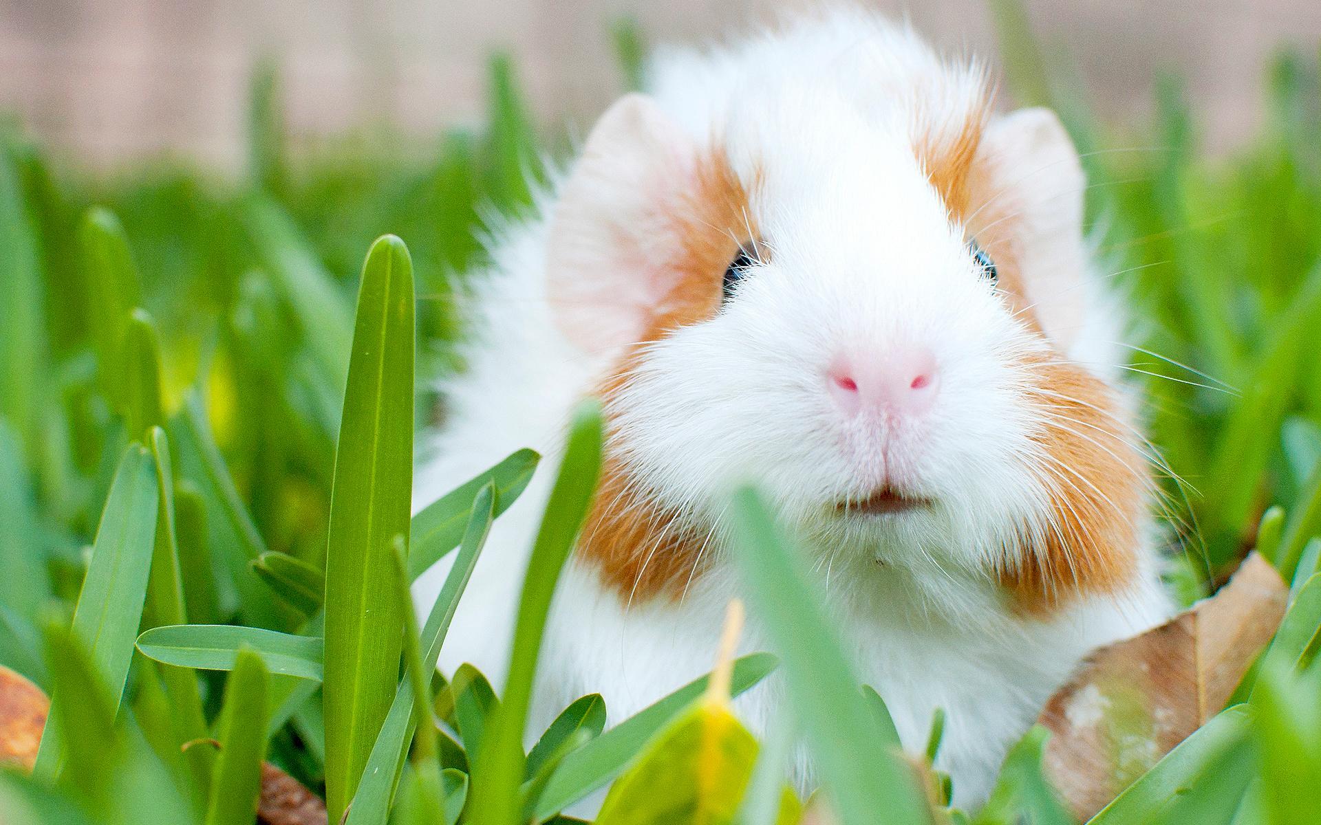 Cute Guinea Pigs Wallpapers Wallpaper Cave