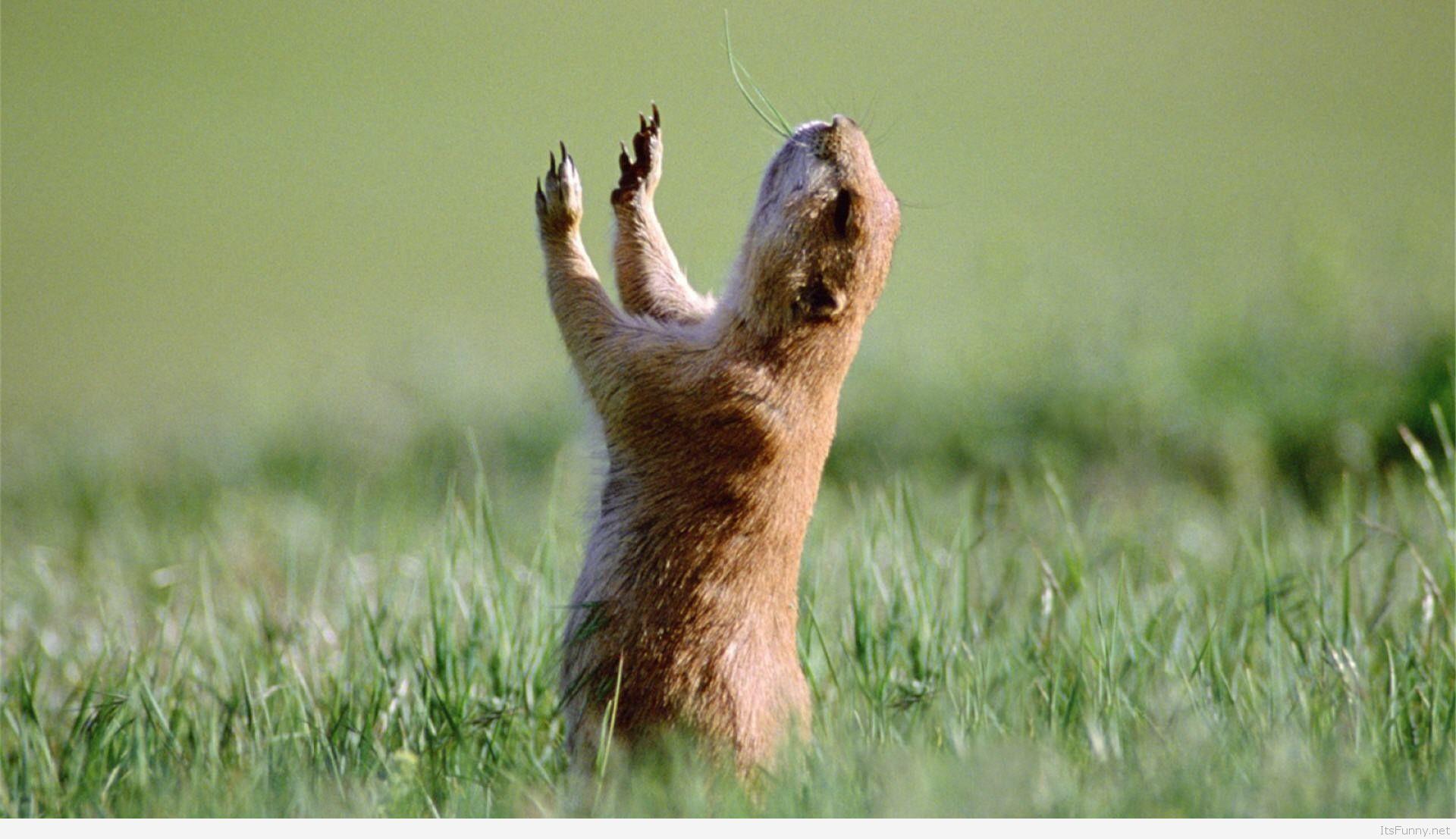 Weird Animals Wallpapers Wallpaper Cave