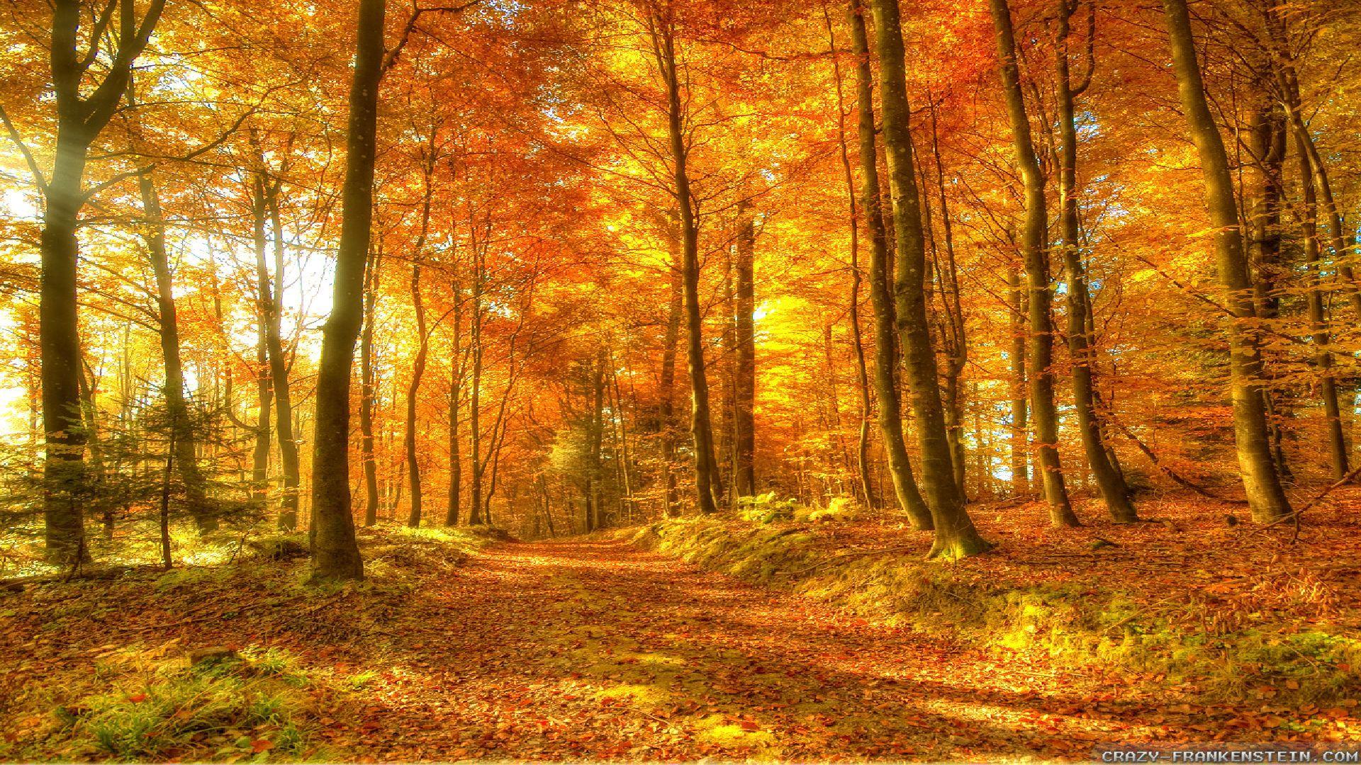 Autumn Wood Wallpapers Wallpaper Cave