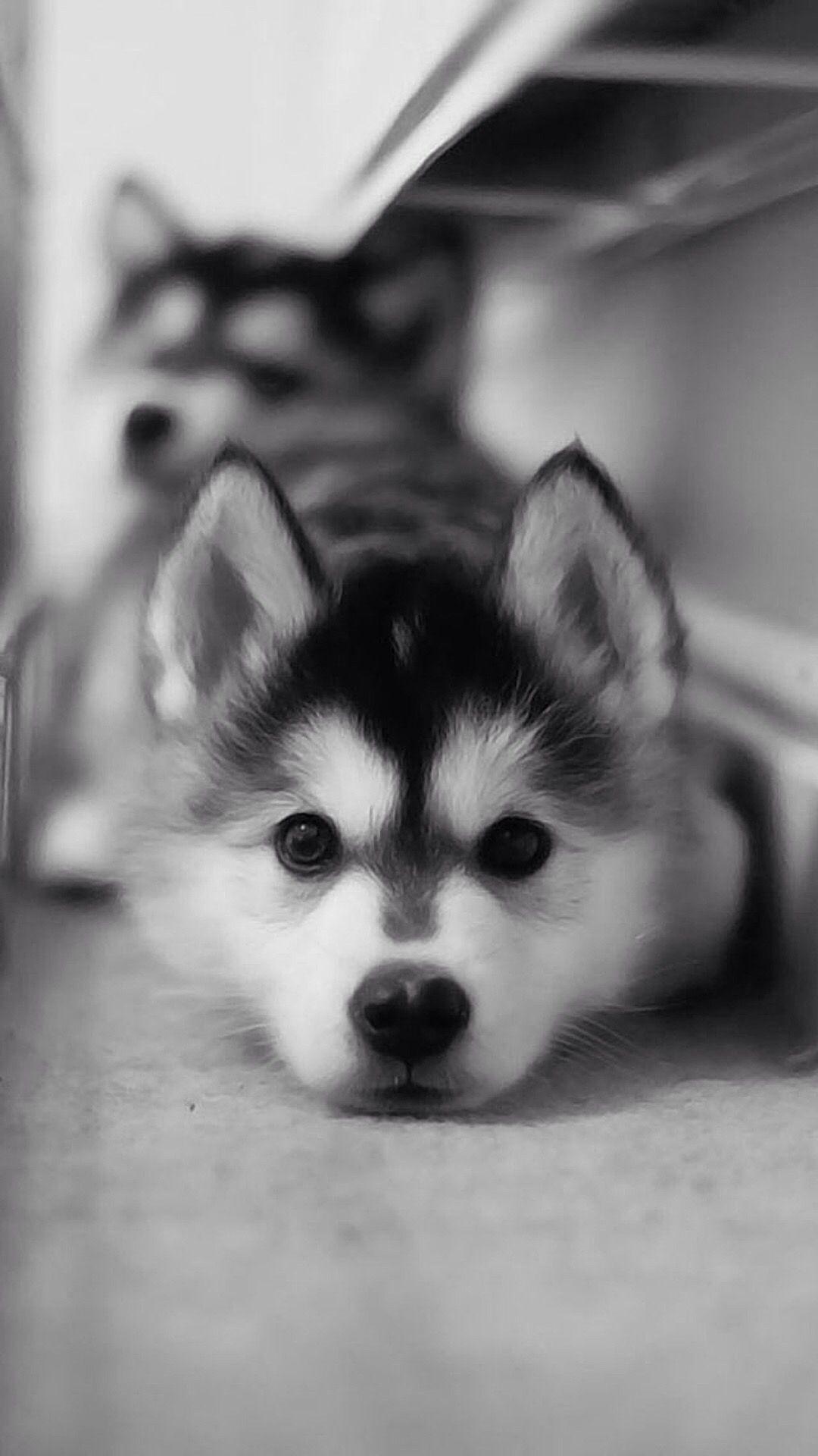 Baby Huskies Wallpapers Wallpaper Cave