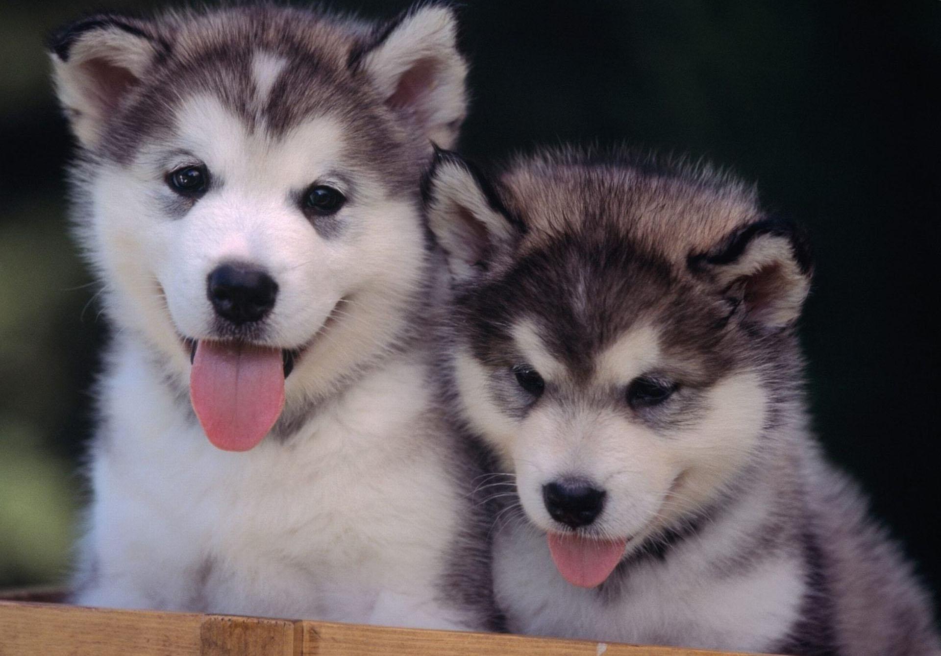 Hotmen Cute Baby Mini Husky Puppies