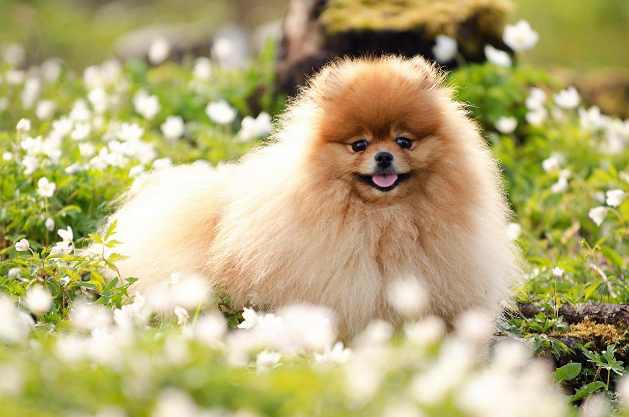 German Spitz Wallpapers Wallpaper Cave