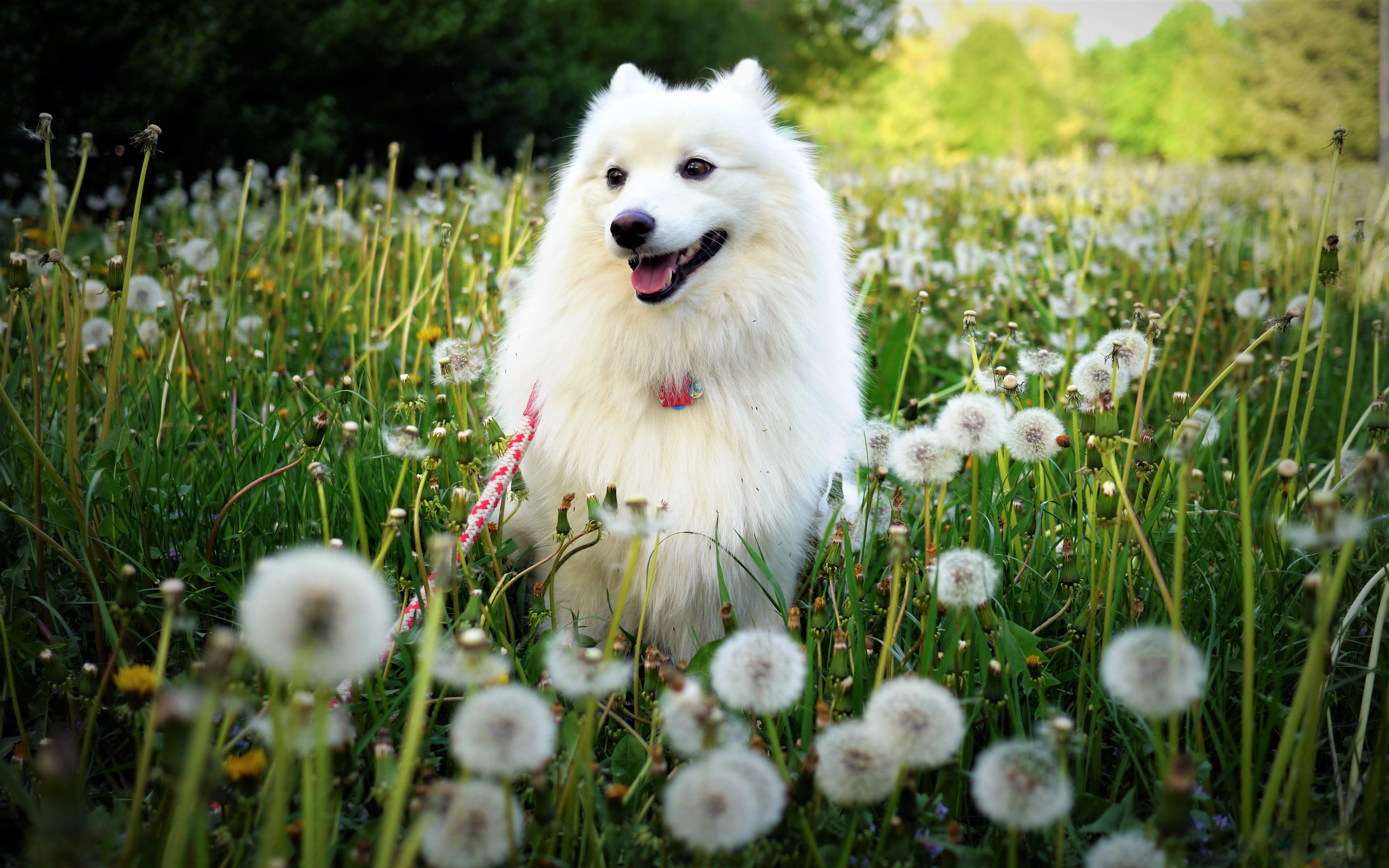 Spitz Wallpapers Wallpaper Cave