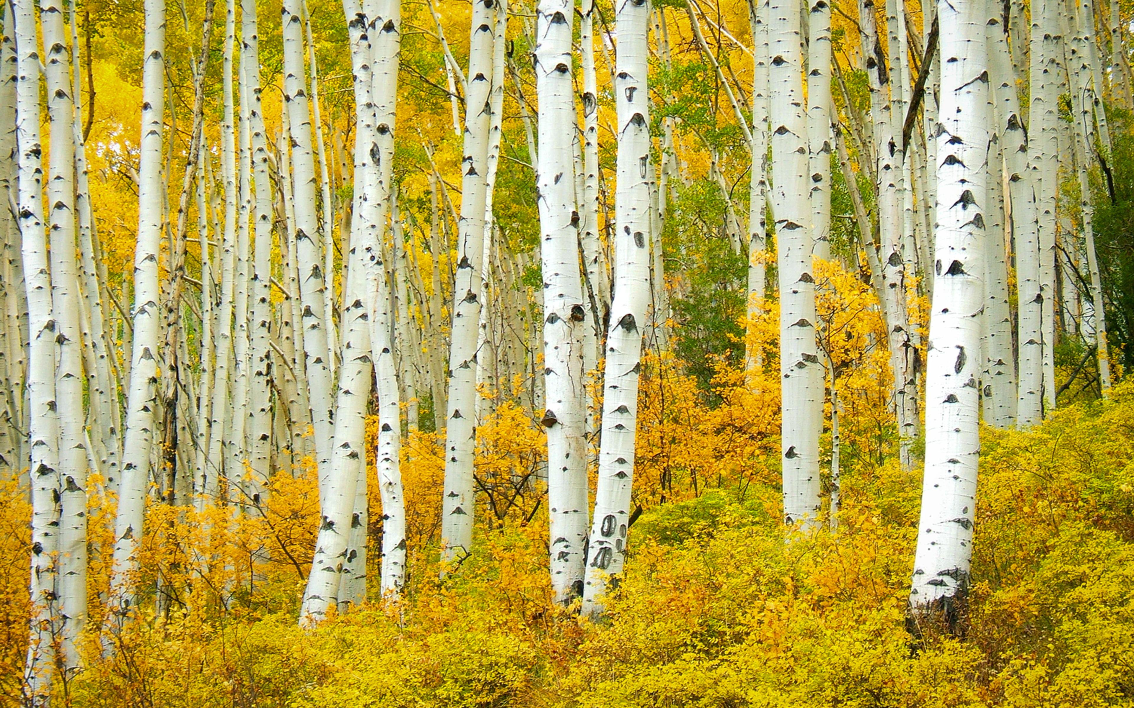 Aspens Wallpapers Wallpaper Cave