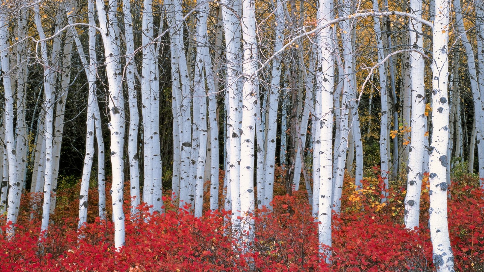 Birch Trees Autumn Wallpapers Wallpaper Cave