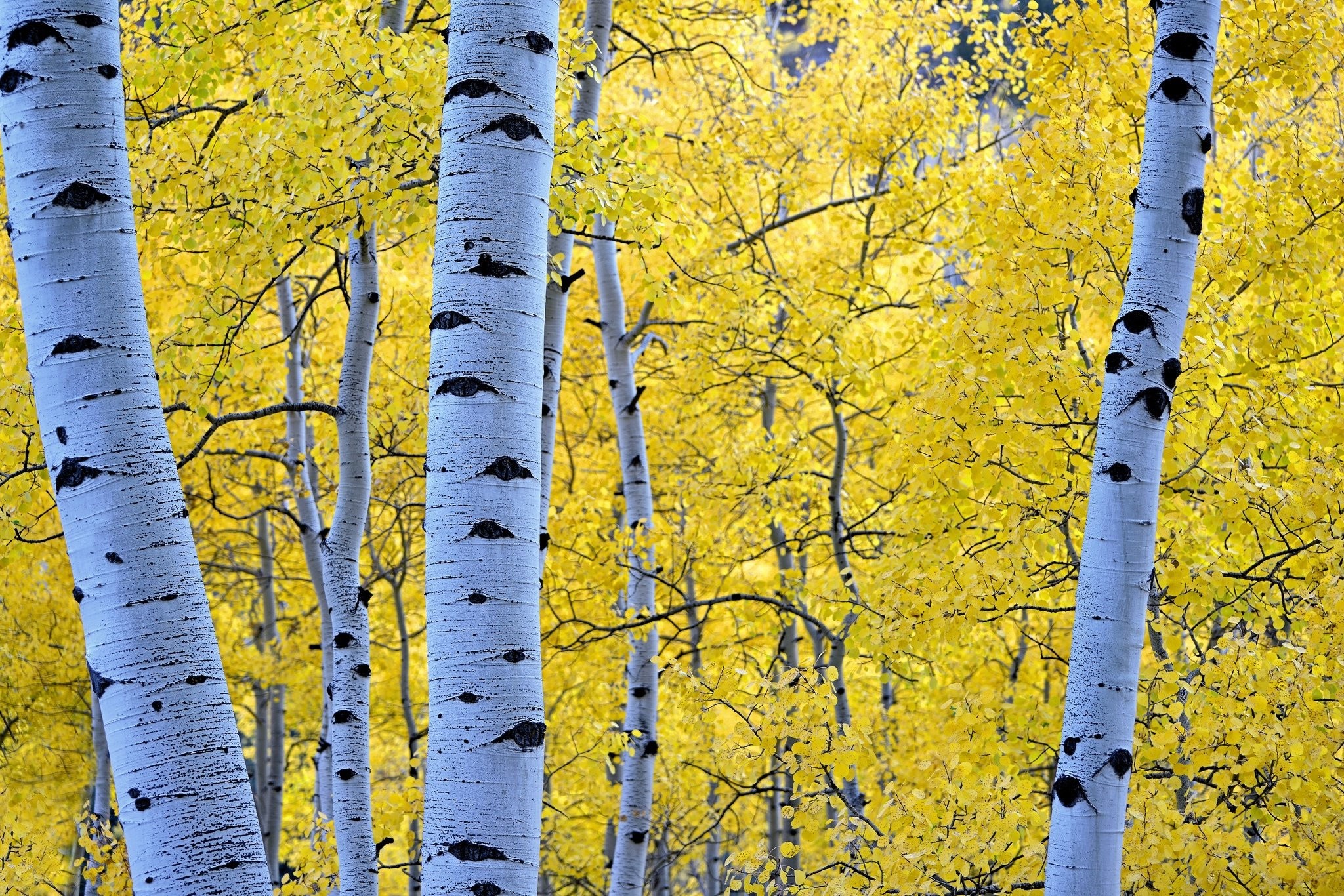 Birch Trees Autumn Wallpapers Wallpaper Cave