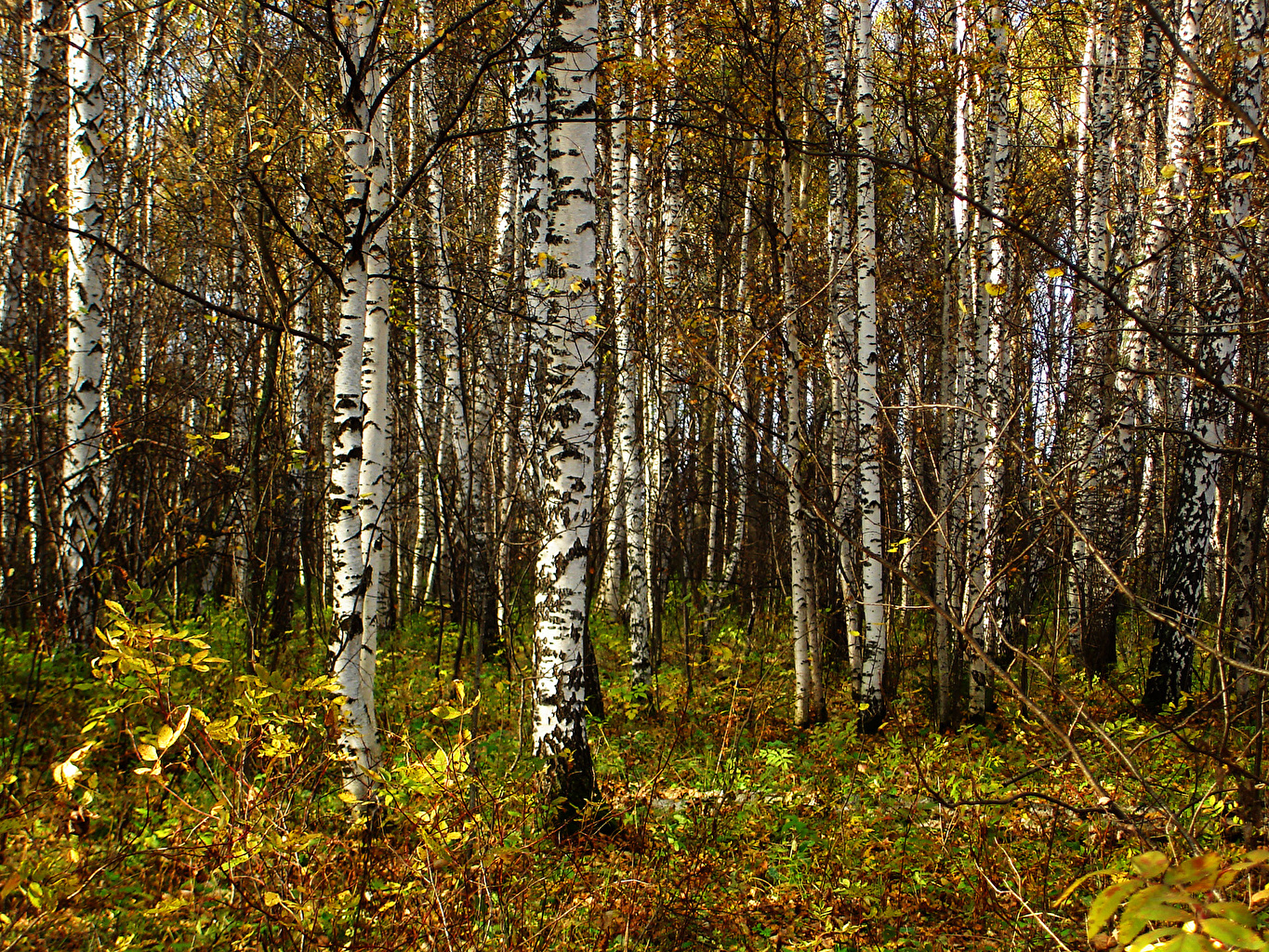 Birch Trees Autumn Wallpapers Wallpaper Cave