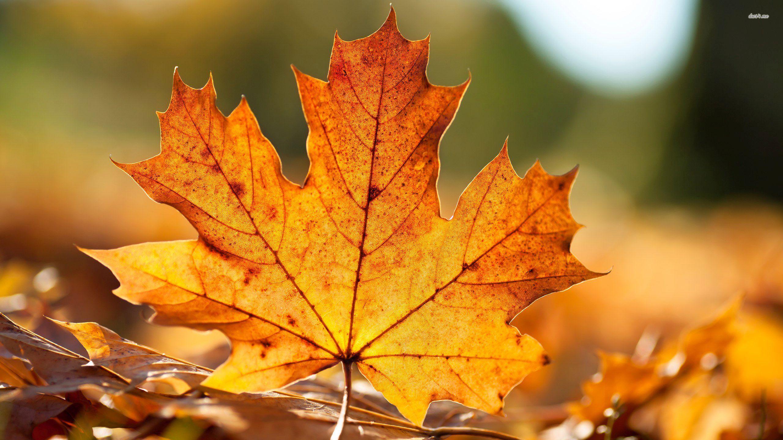 Autumn Oak Leaves On The River Wallpapers Wallpaper Cave