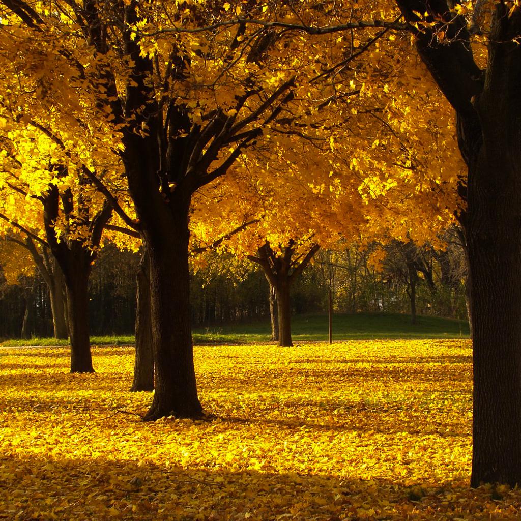 Golden Falling Leaves Wallpapers Wallpaper Cave