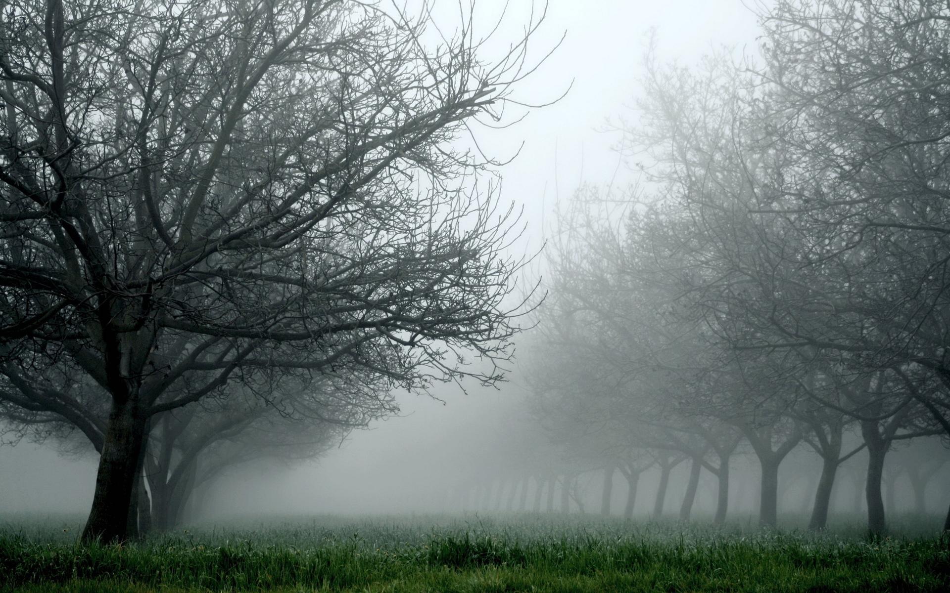 Tree Fog Landscape Wallpapers Wallpaper Cave