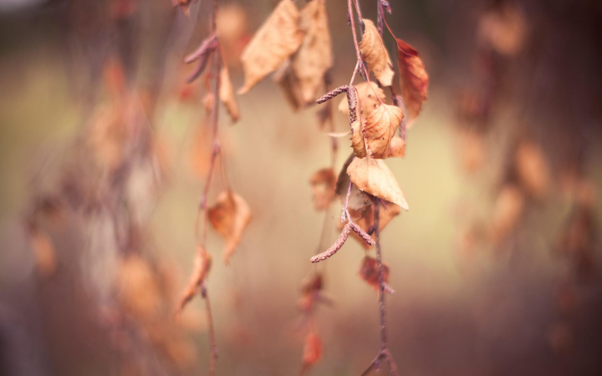 Dry Wallpapers Wallpaper Cave