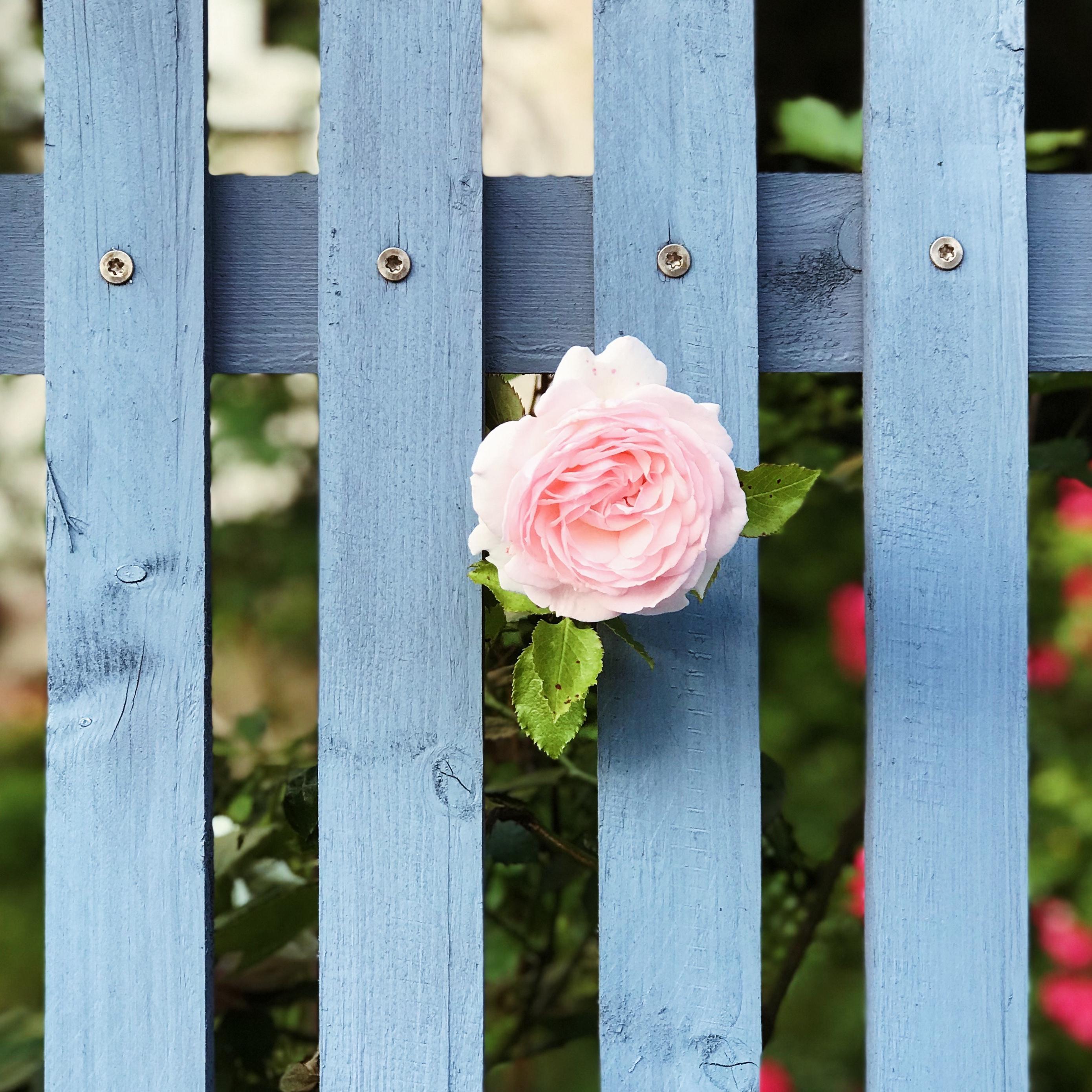 Rose And Fence Wallpapers Wallpaper Cave