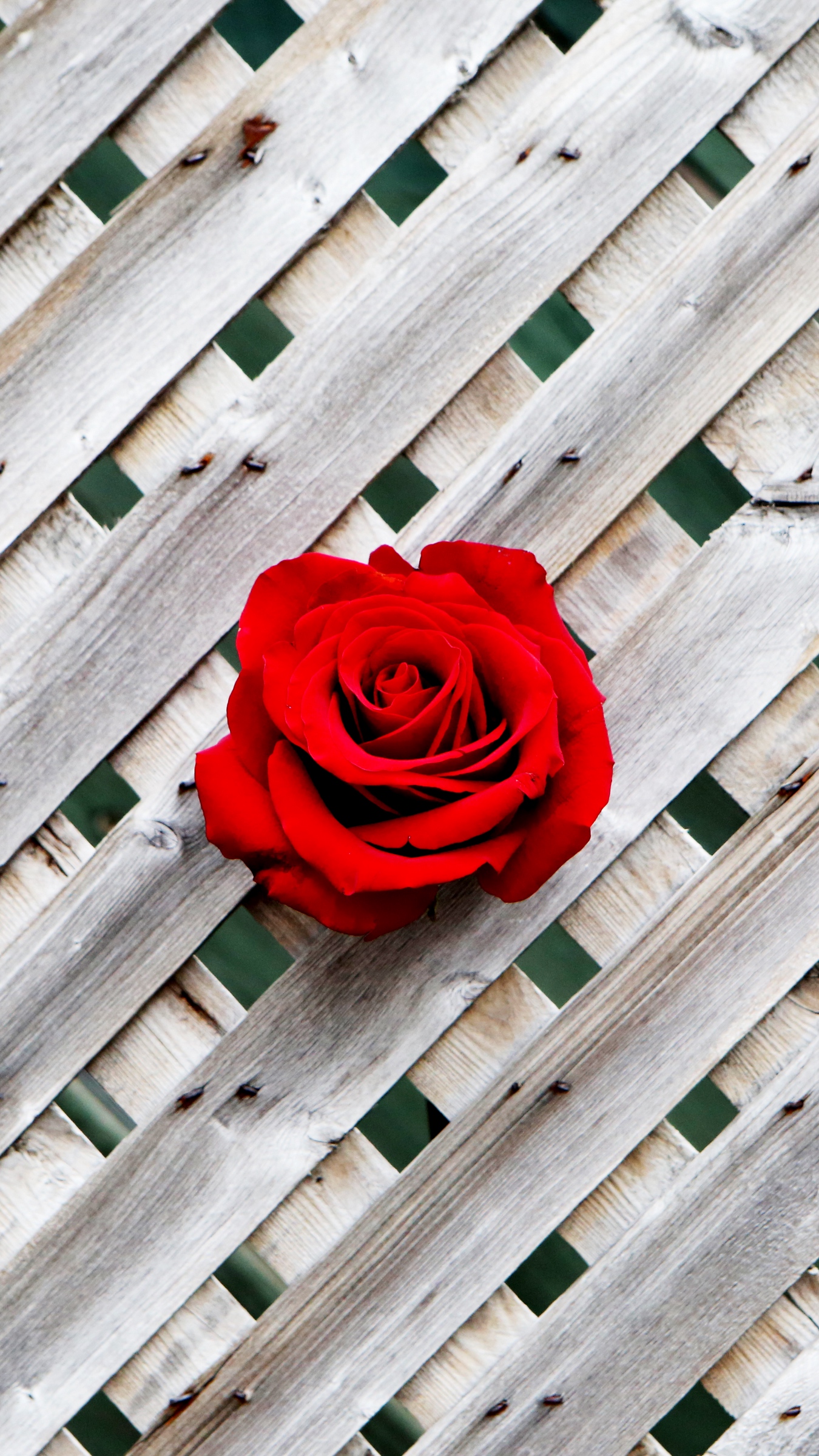 Rose And Fence Wallpapers Wallpaper Cave