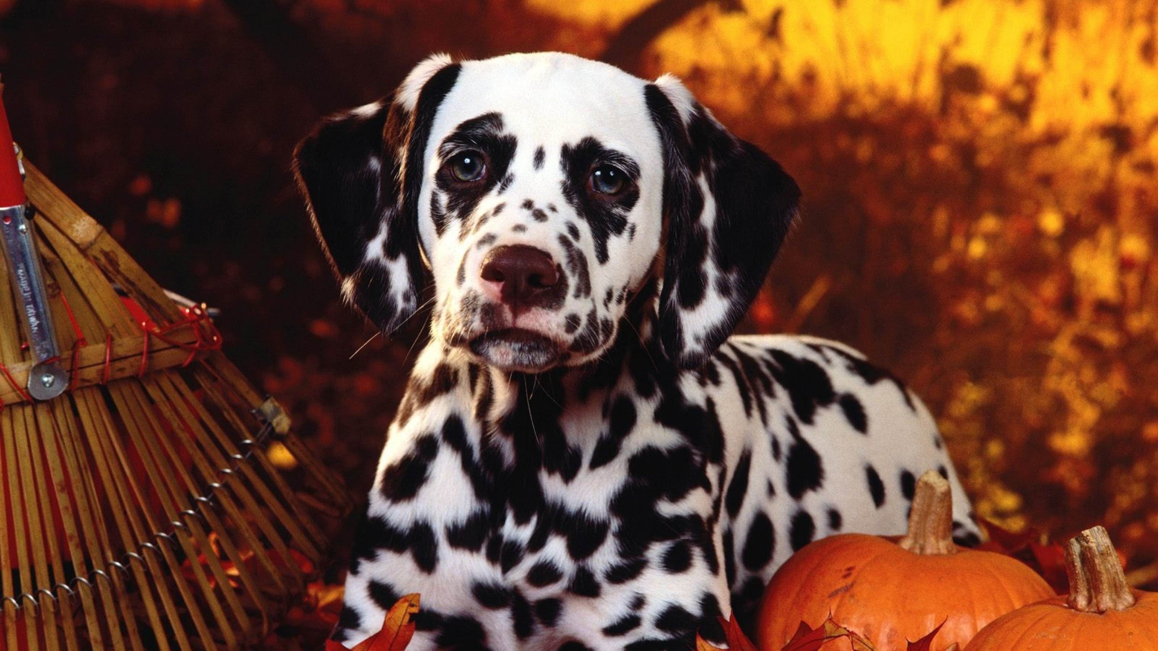 Puppy Halloween Wallpapers Wallpaper Cave