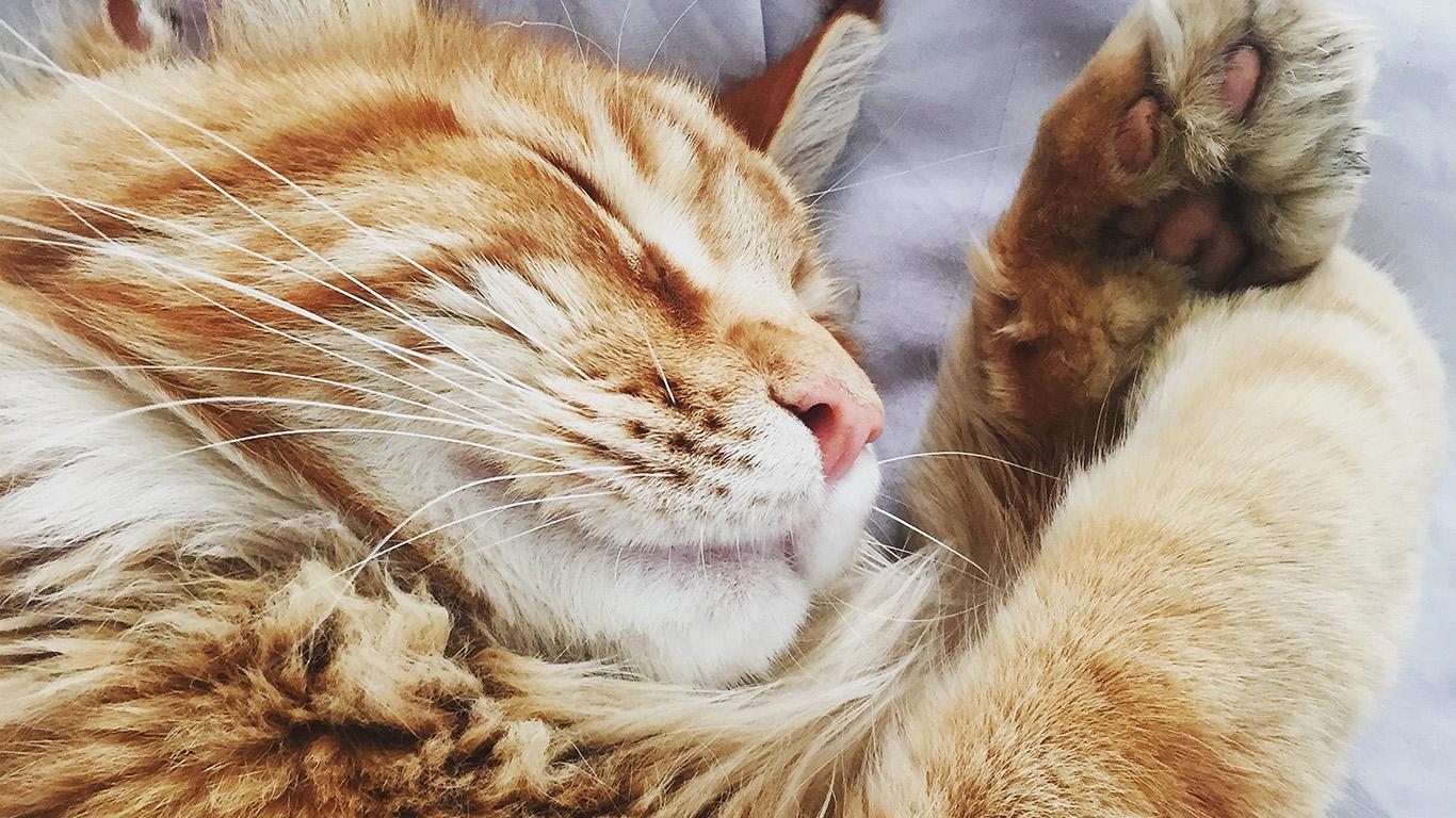 Orange Cat Laptop Wallpapers Wallpaper Cave