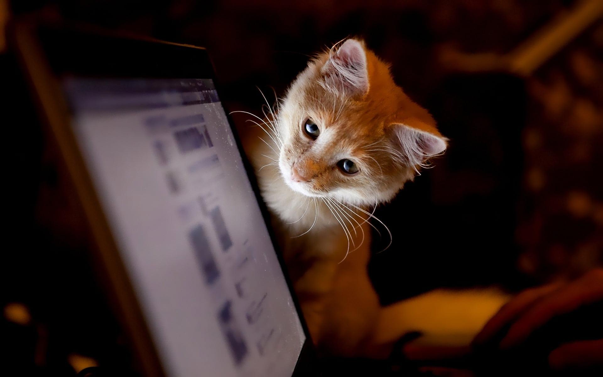 Orange Cat Laptop Wallpapers Wallpaper Cave