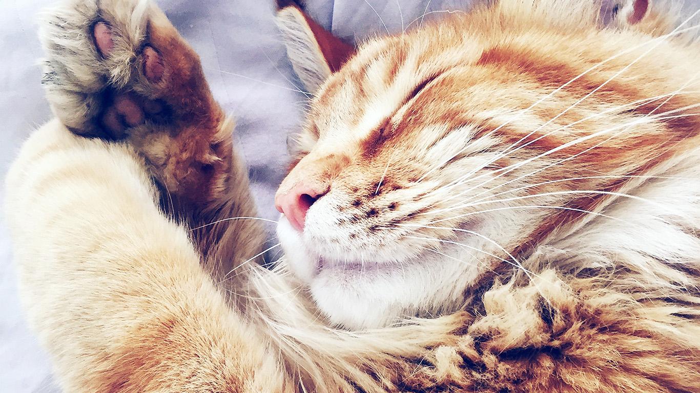 Orange Cat Laptop Wallpapers Wallpaper Cave