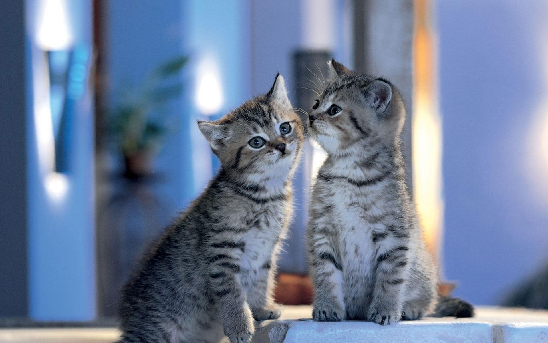 Cute Fluffy Cats Wallpapers Wallpaper Cave
