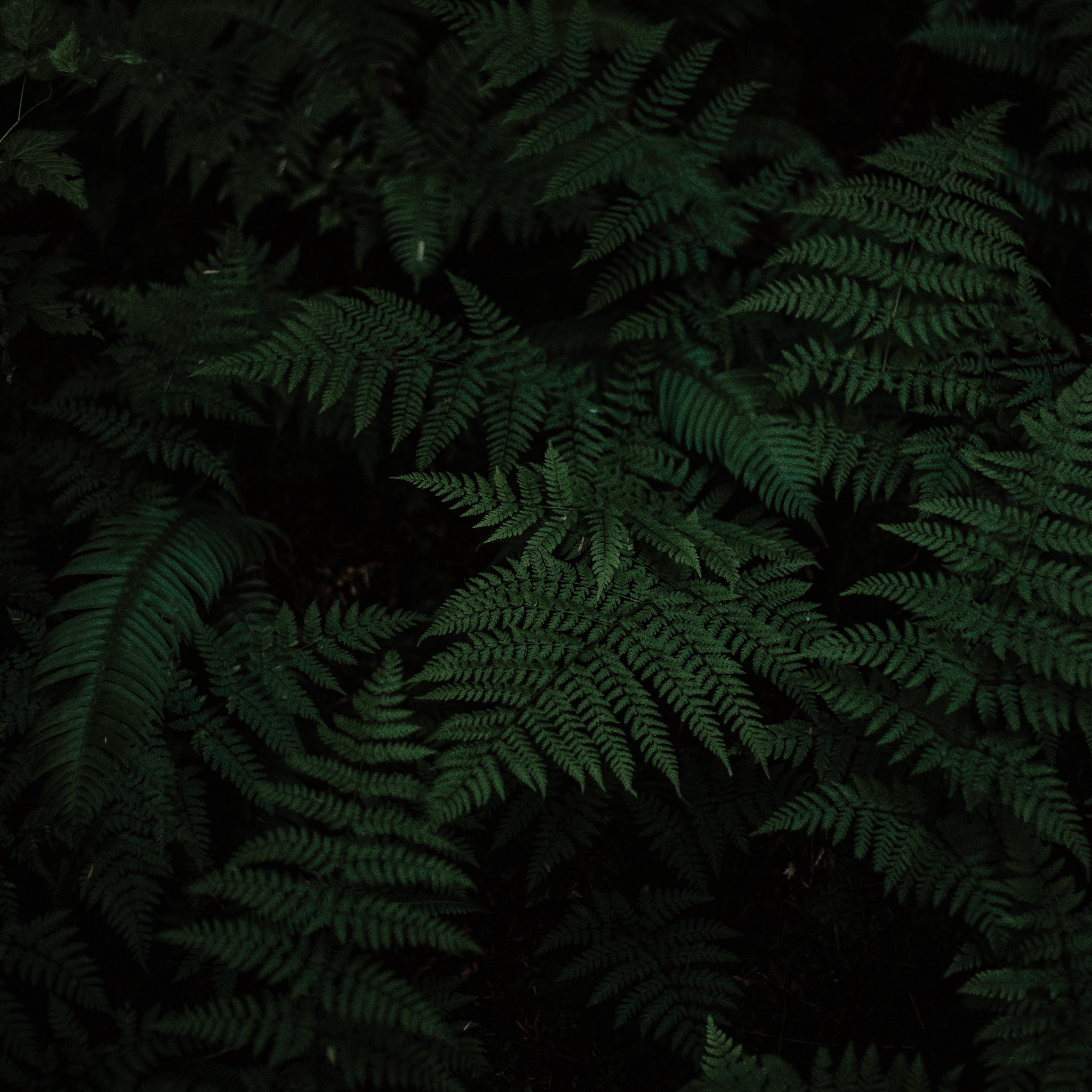 Green Fern Leaf Wallpapers Wallpaper Cave