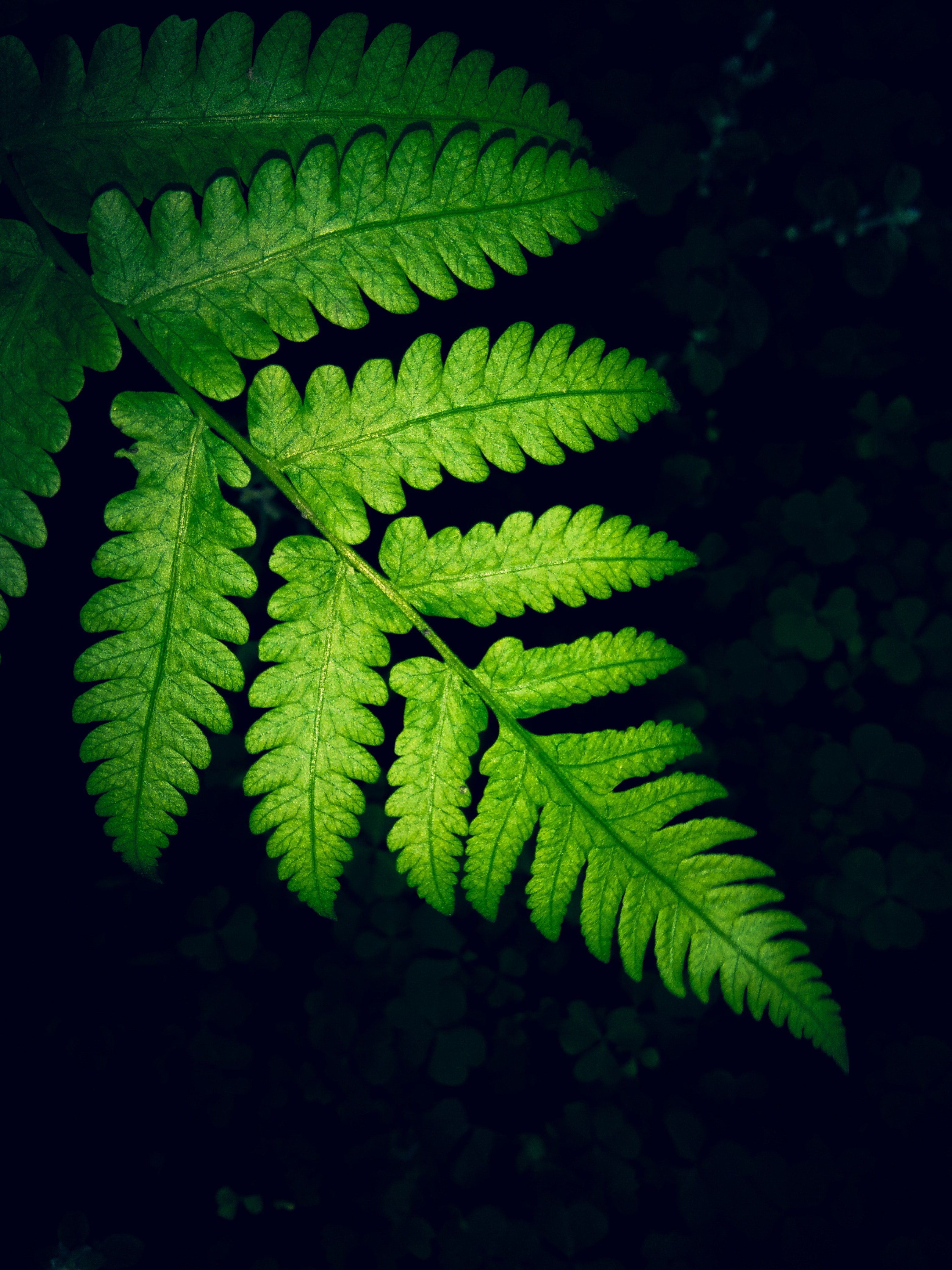 Green Fern Leaf Wallpapers Wallpaper Cave