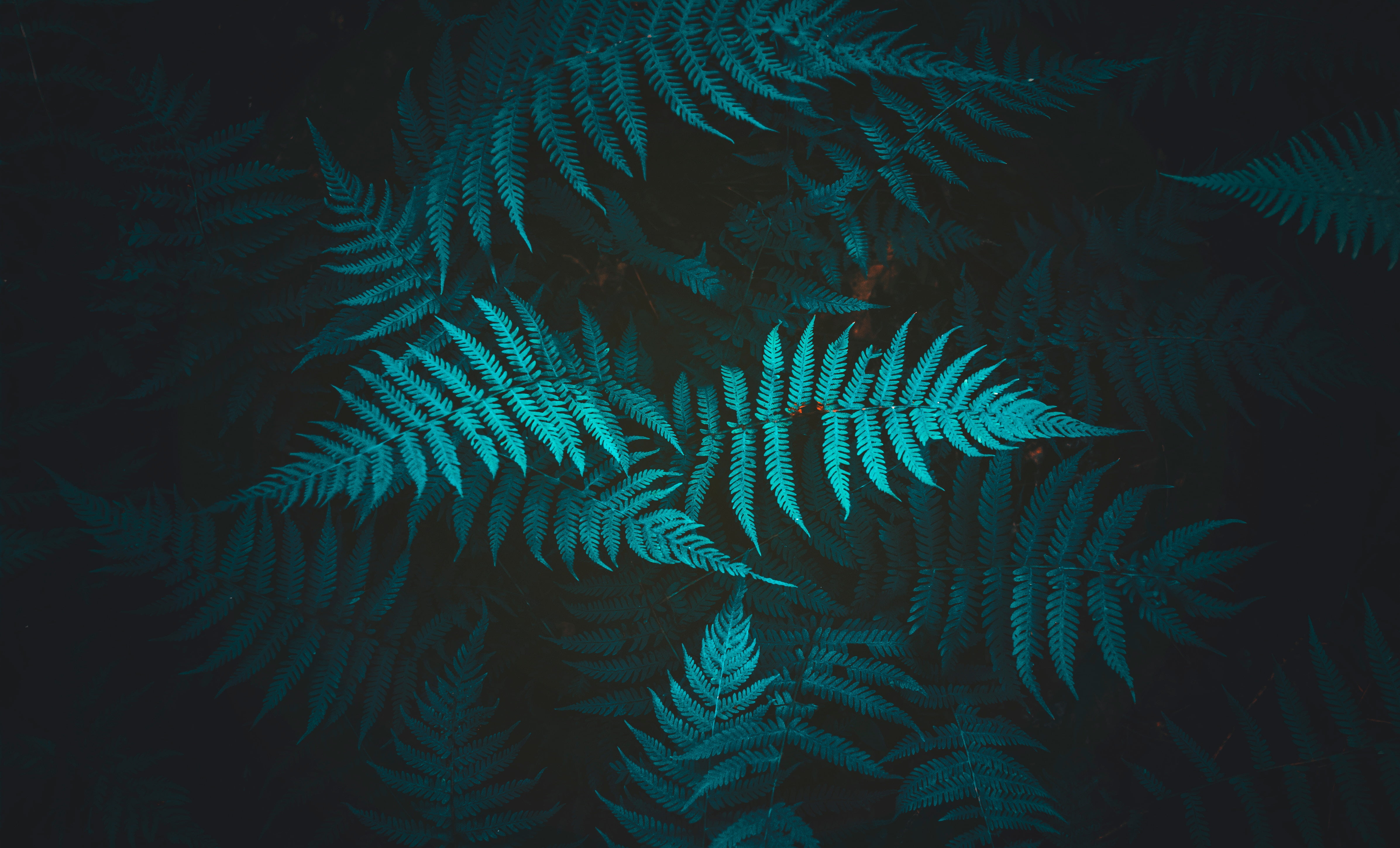 Green Fern Leaf Wallpapers Wallpaper Cave