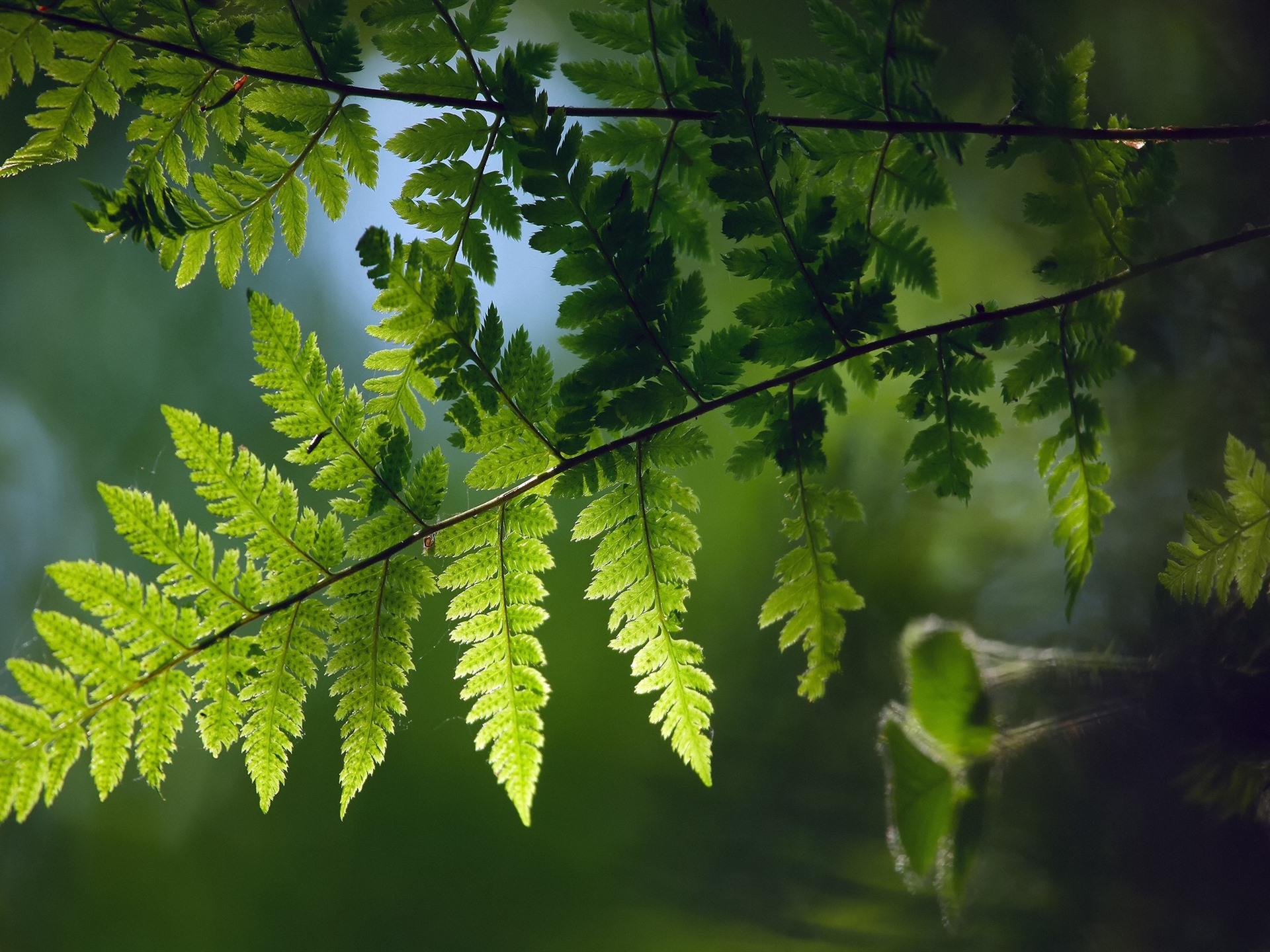 Green Fern Leaf Wallpapers Wallpaper Cave