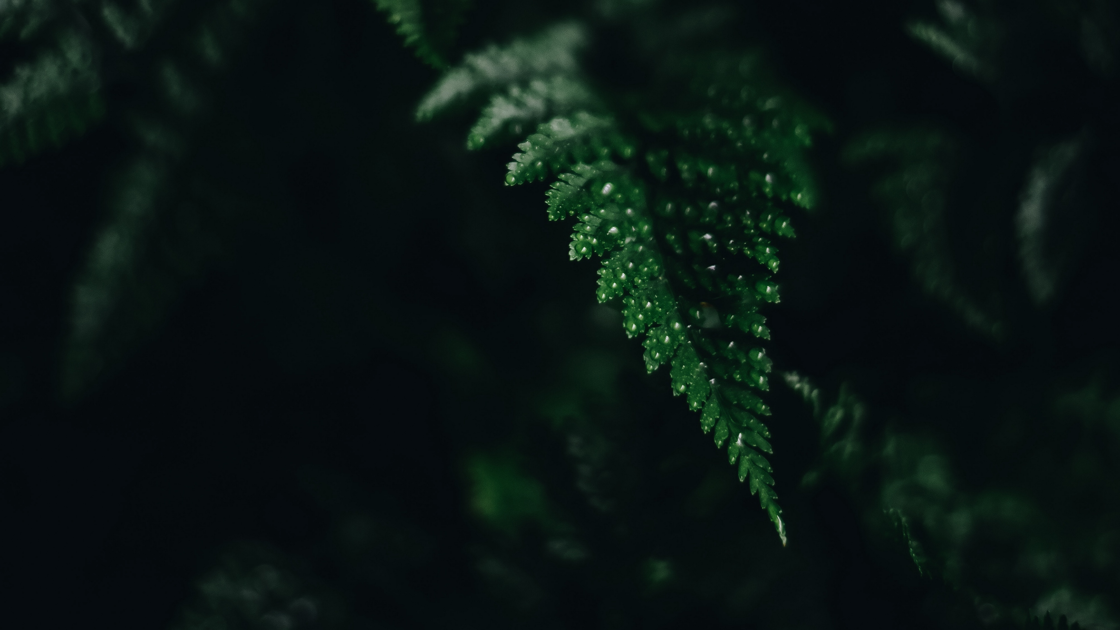 Green Fern Leaf Wallpapers Wallpaper Cave