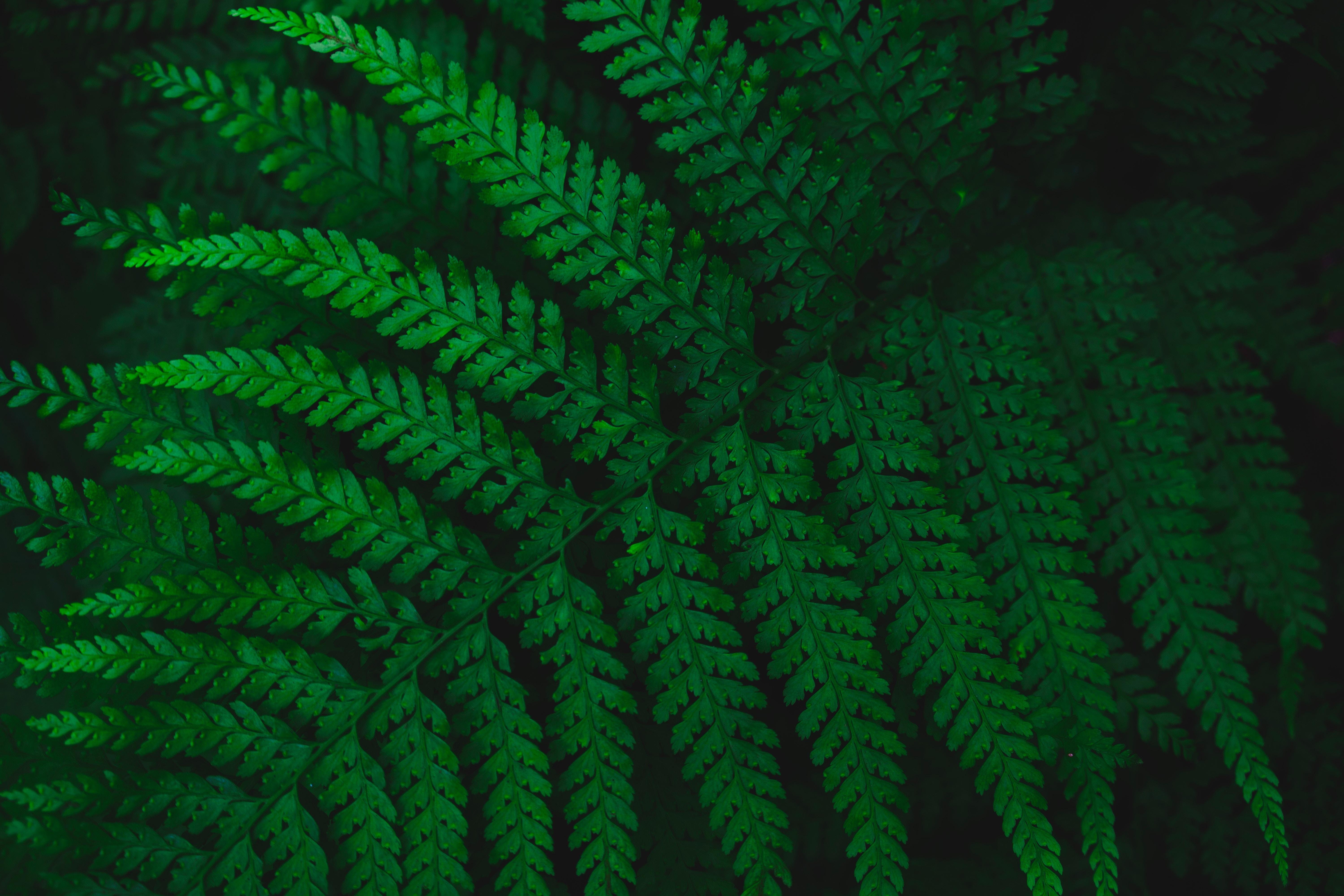 Green Fern Leaf Wallpapers Wallpaper Cave