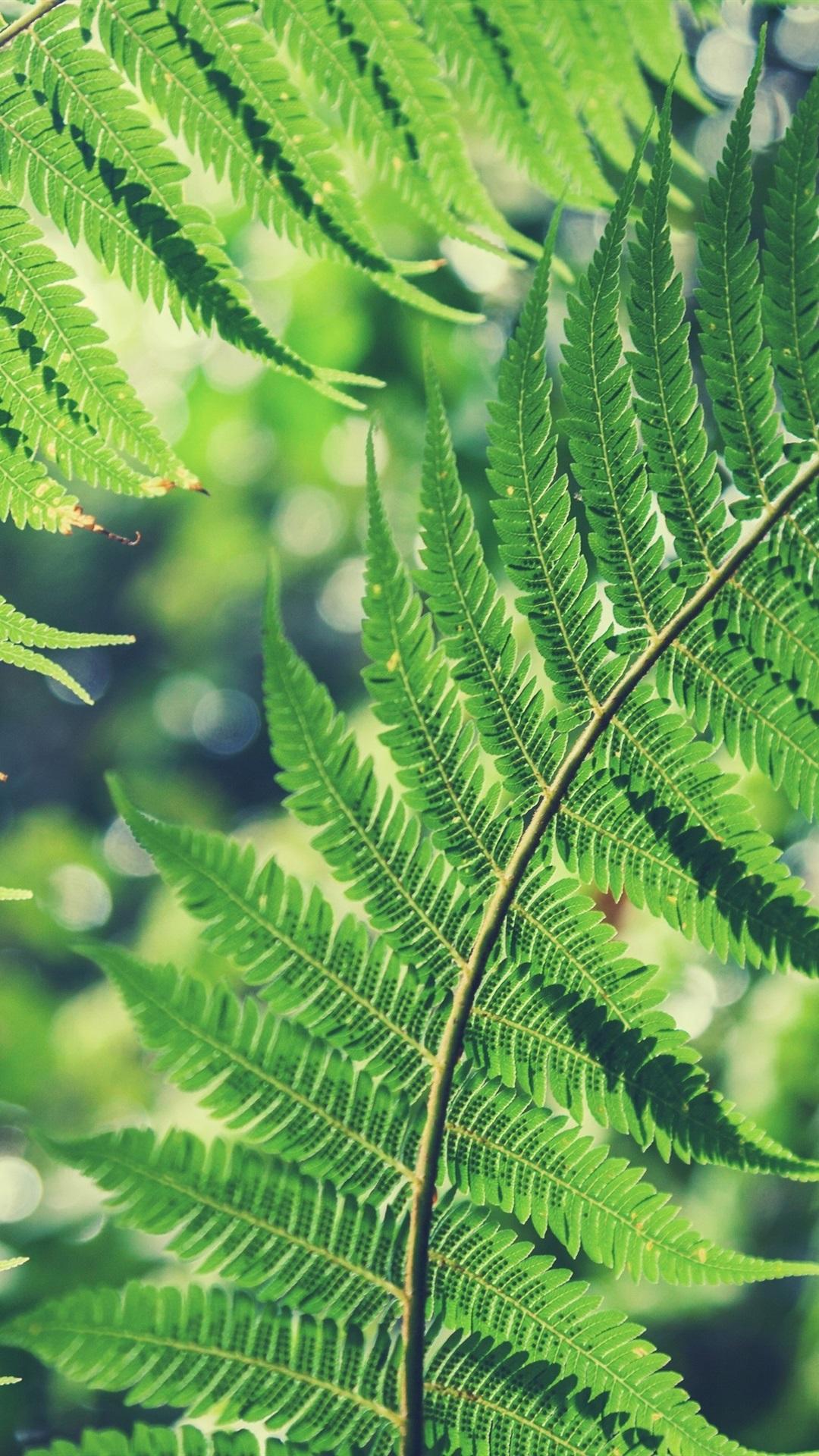 Green Fern Leaf Wallpapers Wallpaper Cave