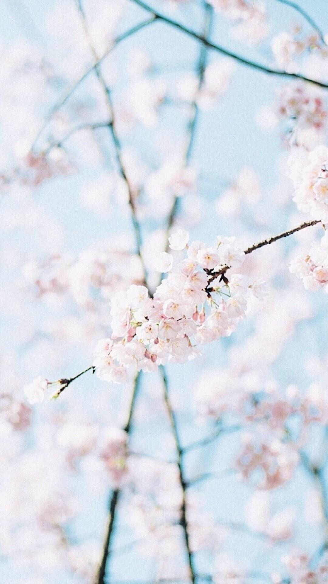 Baby Blue Wallpaper Aesthetic Flower