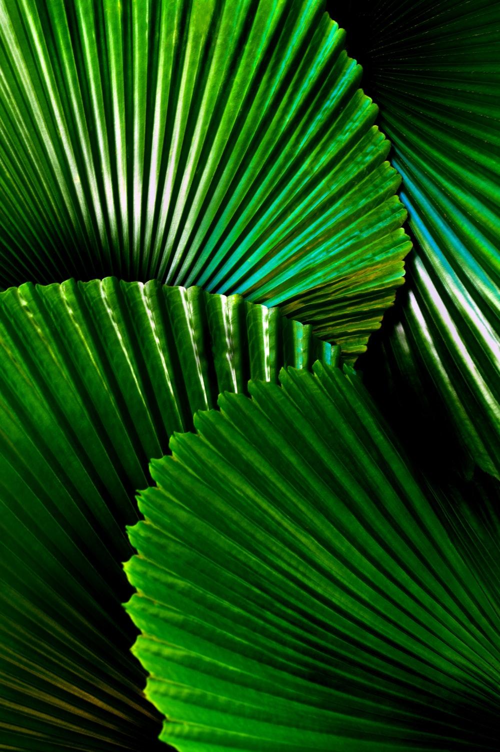Green And White Wallpapers Wallpaper Cave