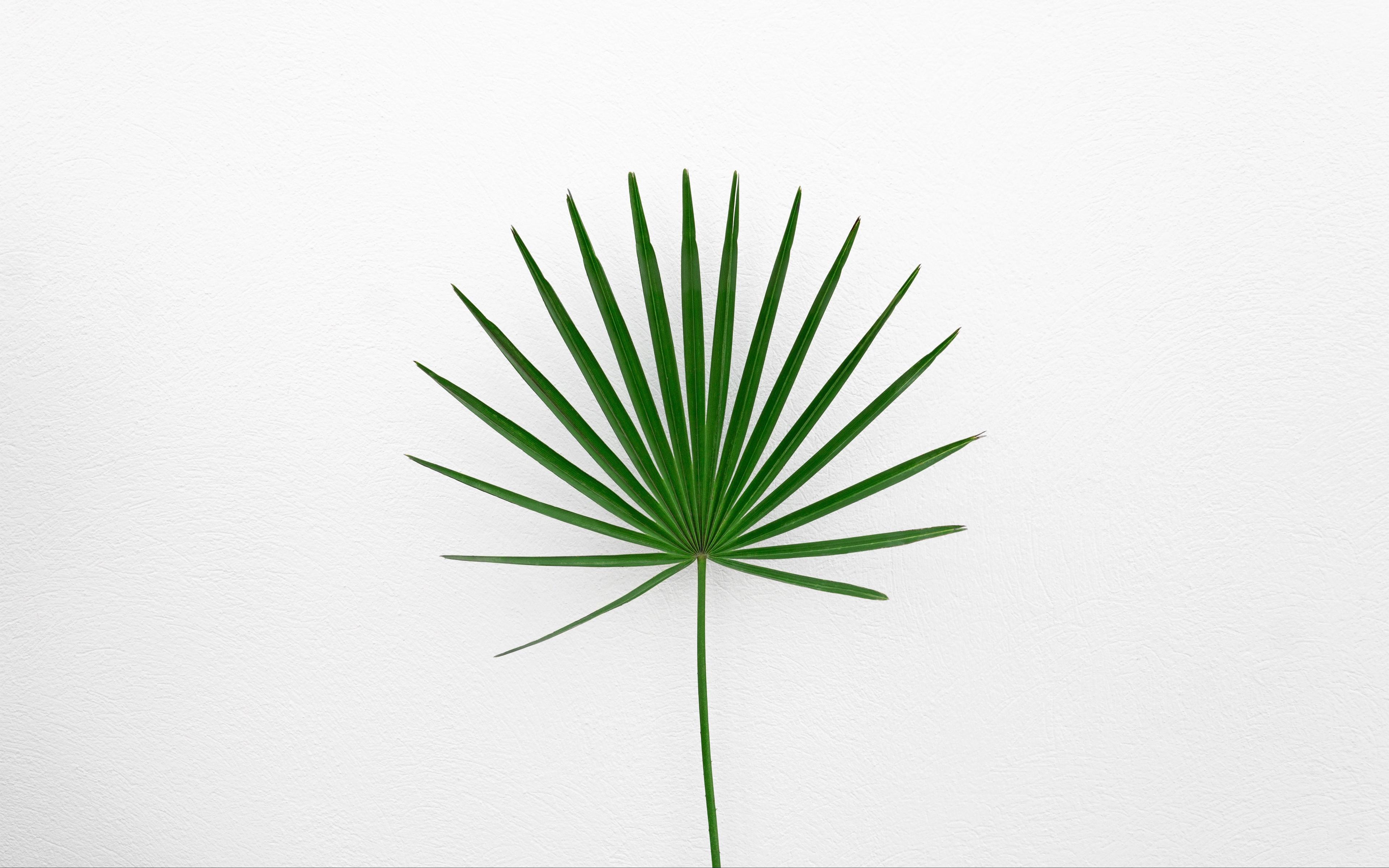 Green Plant White Background Wallpaper