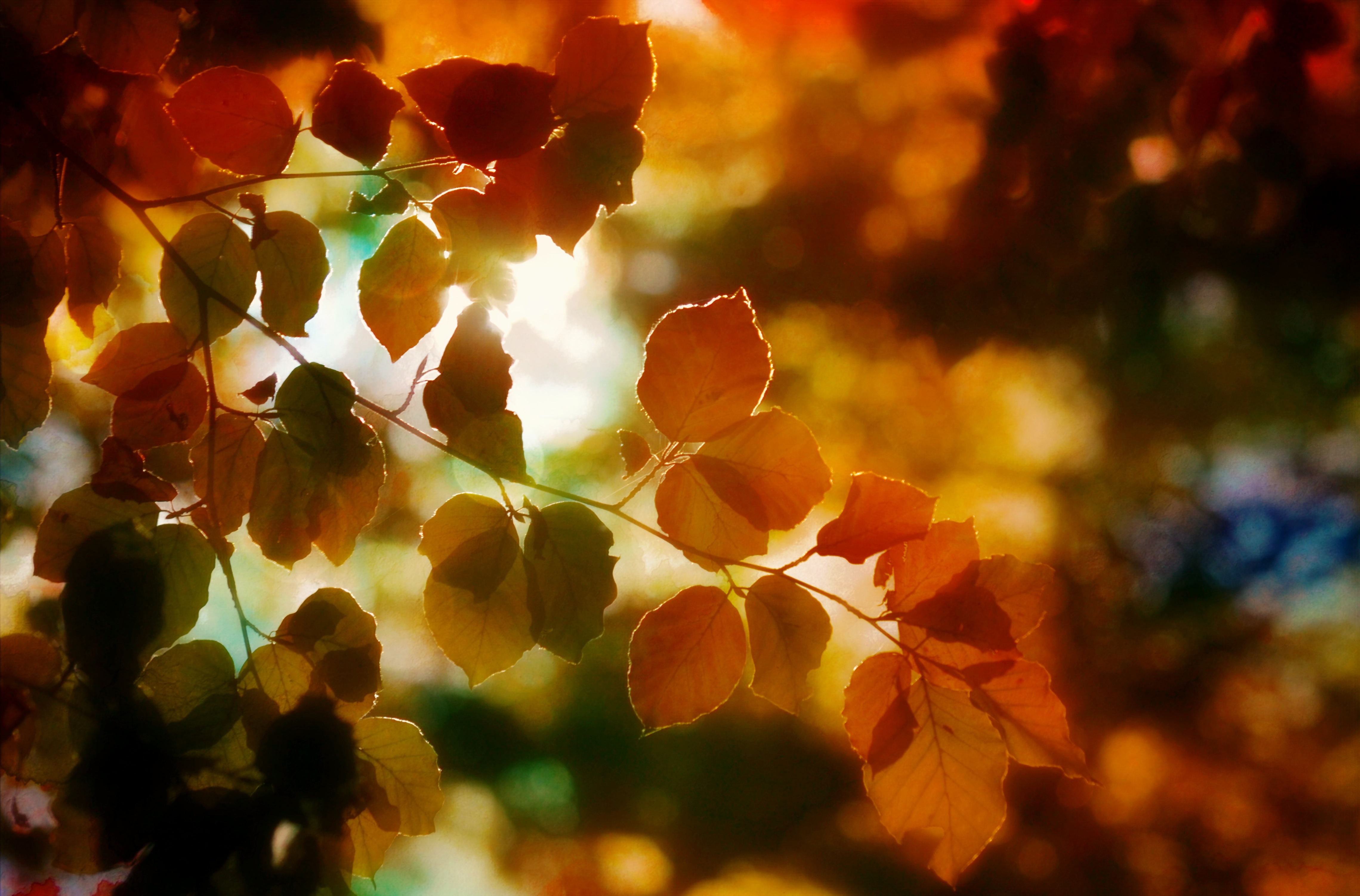 Autumn Light Wallpapers Wallpaper Cave