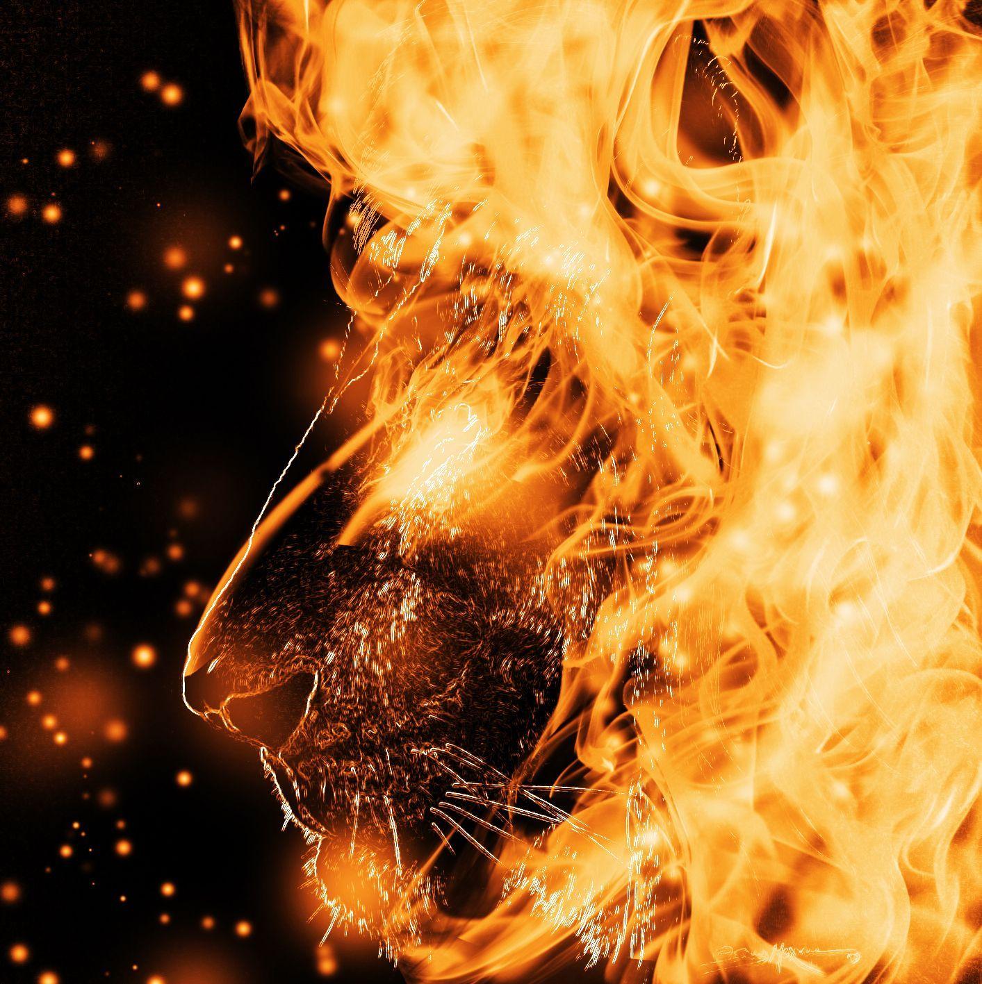 Flaming Lion HD Mobile Wallpapers Wallpaper Cave