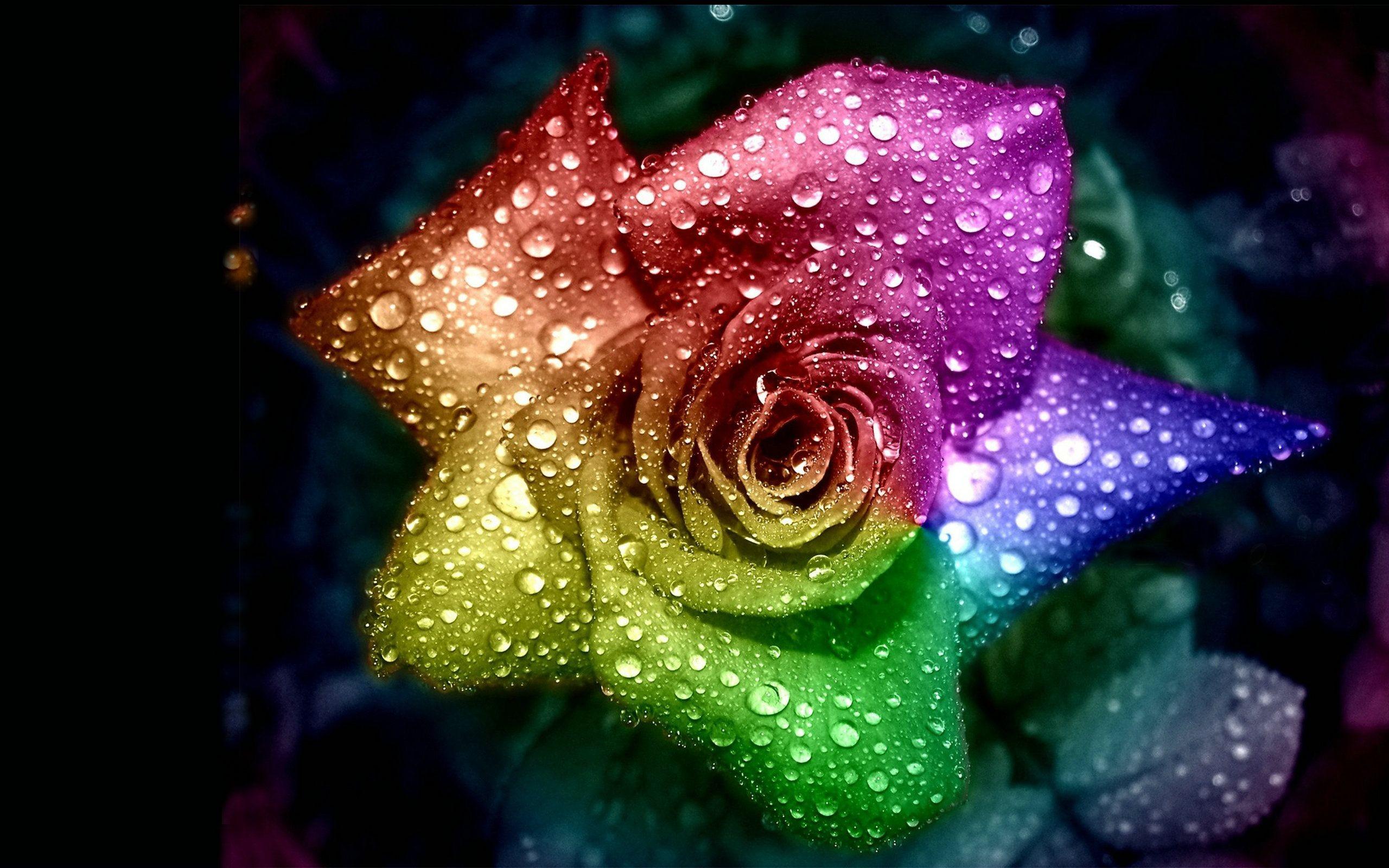 Cool Rose Wallpapers Wallpaper Cave